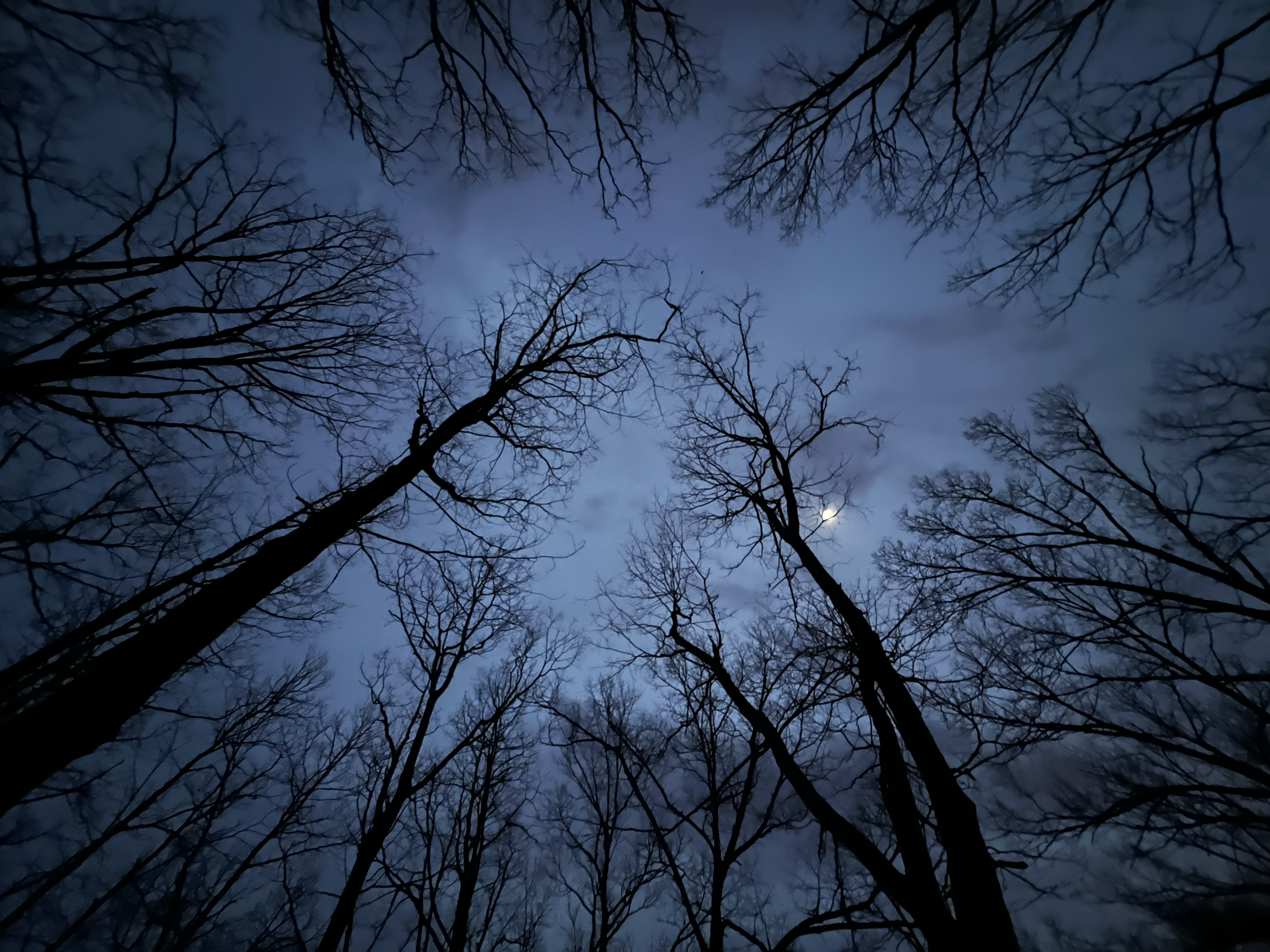 Nighttime view looking up at leafless tree branches silhouetted against a dark, cloudy sky with a faint moon.
