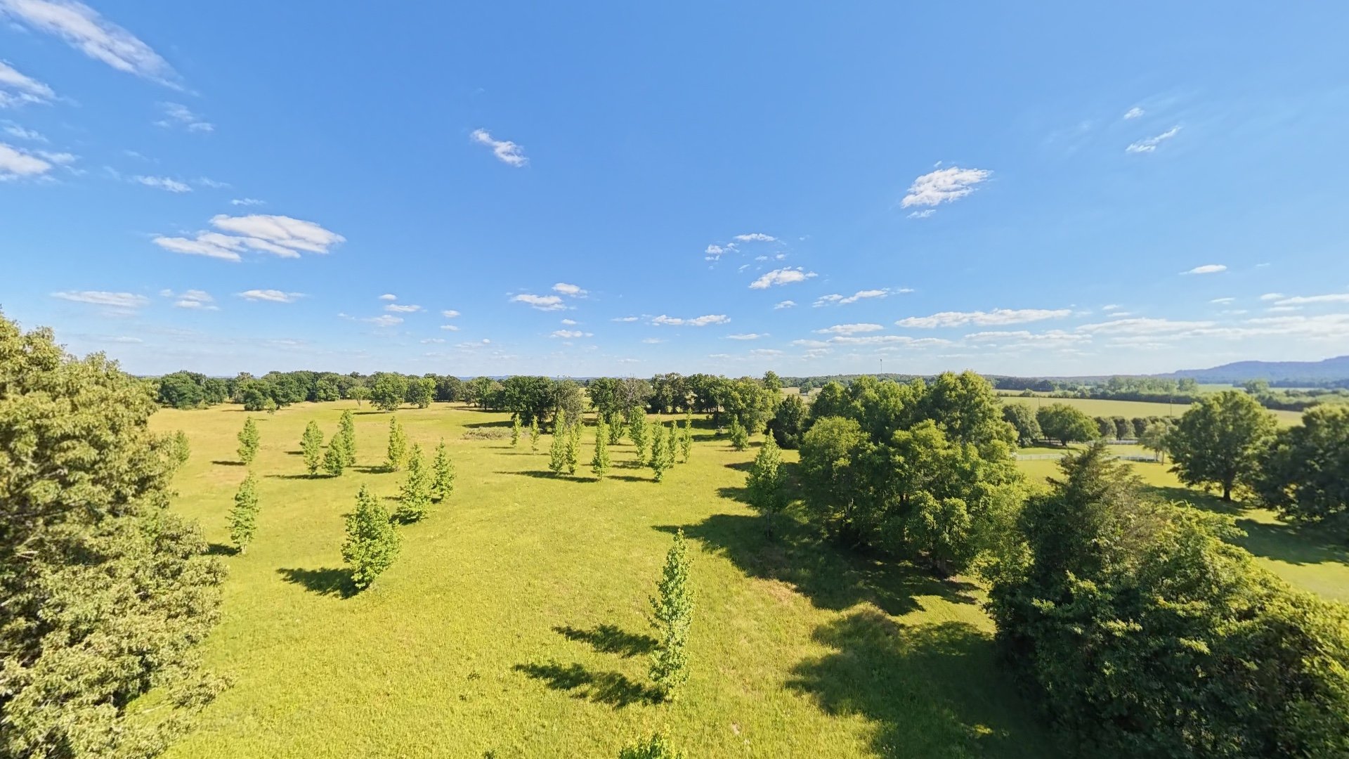 A vast green horse pasture with evenly spaced young trees, surrounded by mature trees, under a bright blue sky with scattered white clouds.