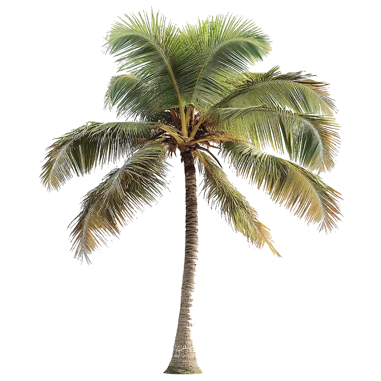 A tall coconut palm tree with a slender trunk and green fronds against a transparent background.