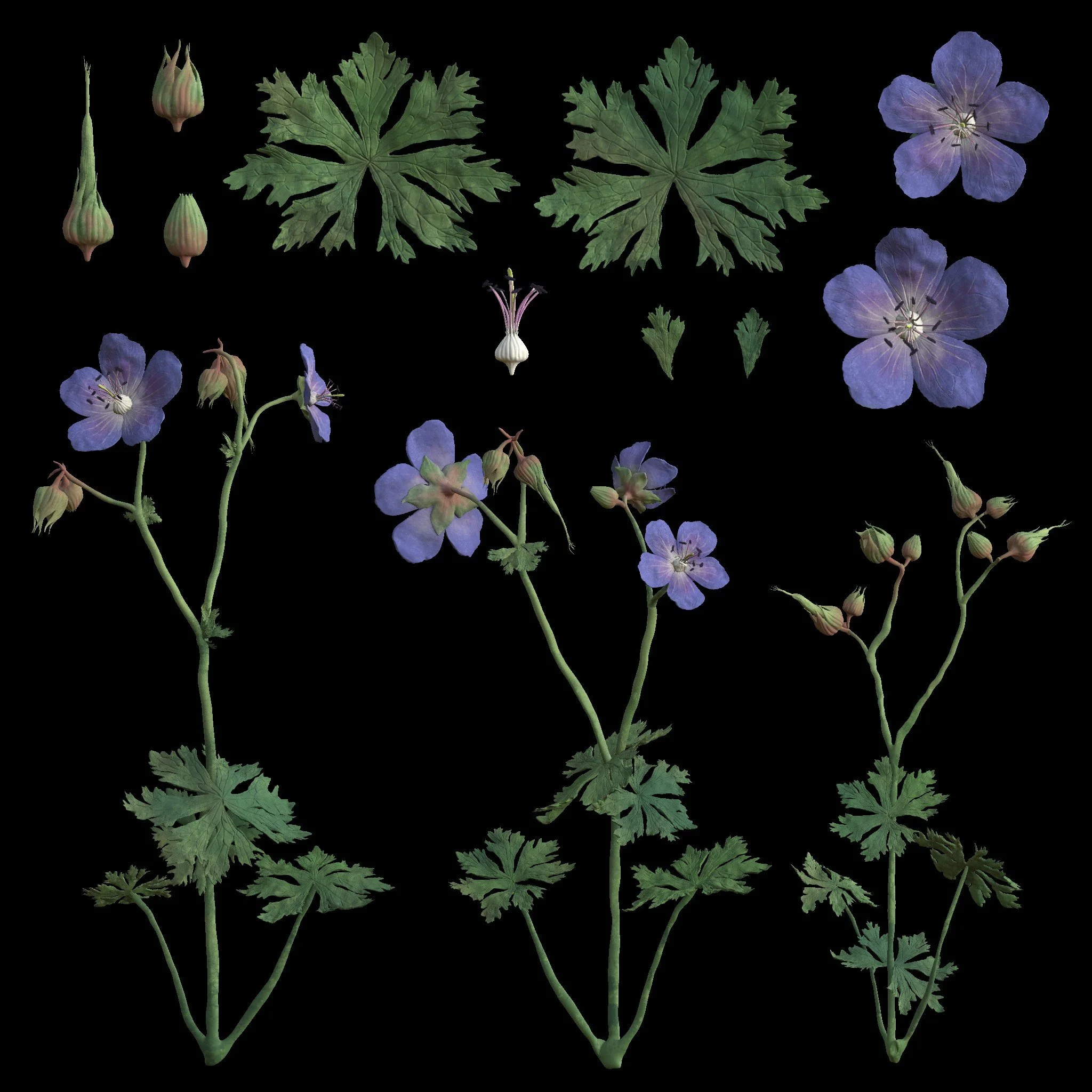 msternberg_CGMA_week6_04.jpg