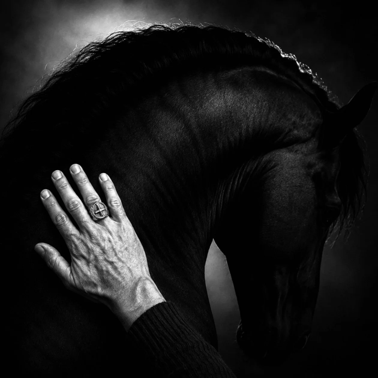 Ce que les mains savent, les chevaux le sentent 🤍

#HorseOfInstagram
#EquestrianLifestyle