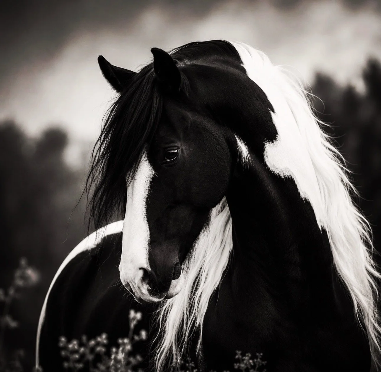 La beaut&eacute; d&rsquo;un cheval commence par son bien-&ecirc;tre. 🖤🤍
Chez Simora, nous fabriquons des soins con&ccedil;us pour accompagner chaque cheval au quotidien : respect, qualit&eacute; et efficacit&eacute;.

Parce qu&rsquo;un cheval en pl