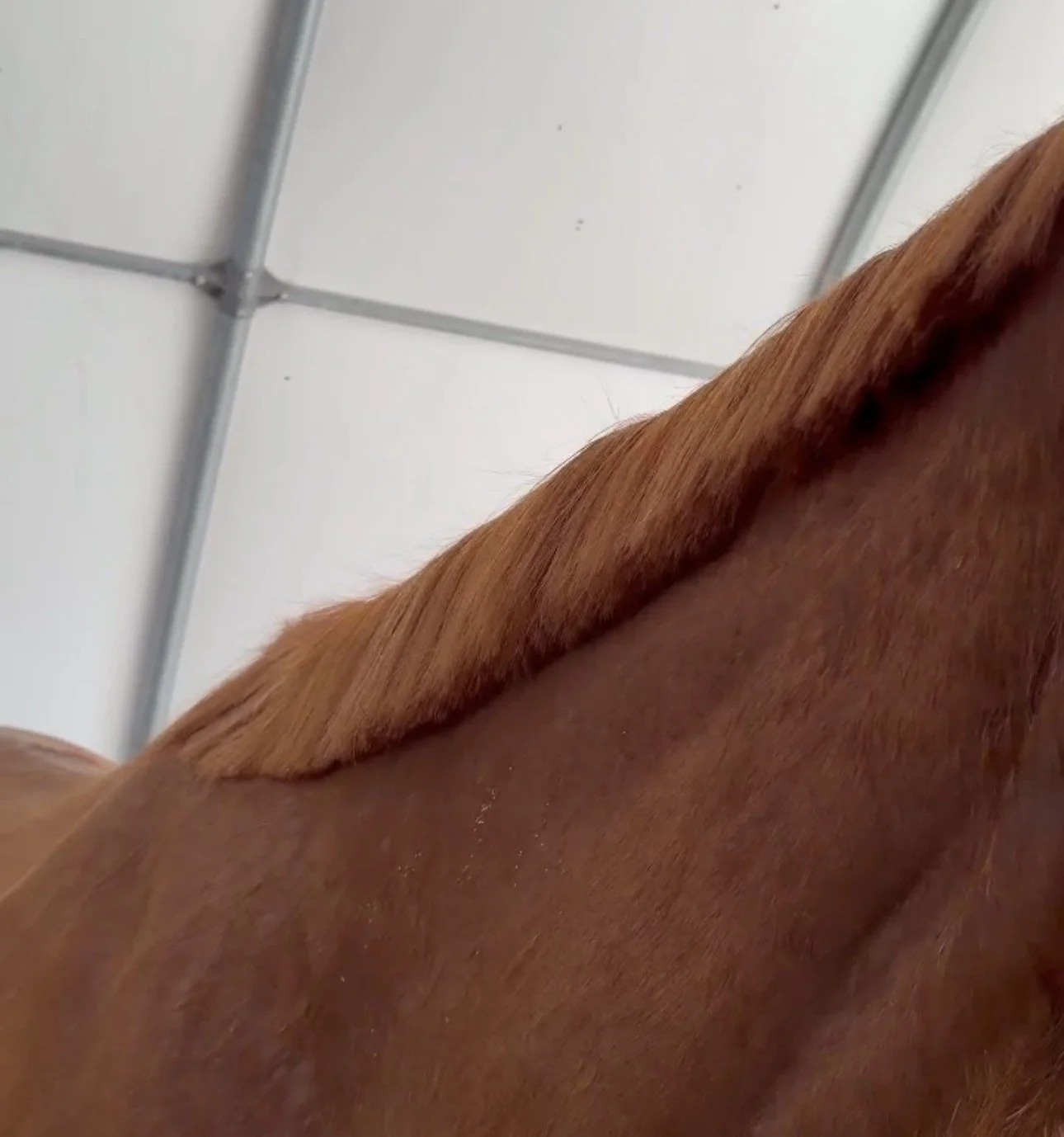Simora Crinière Cheval.jpg