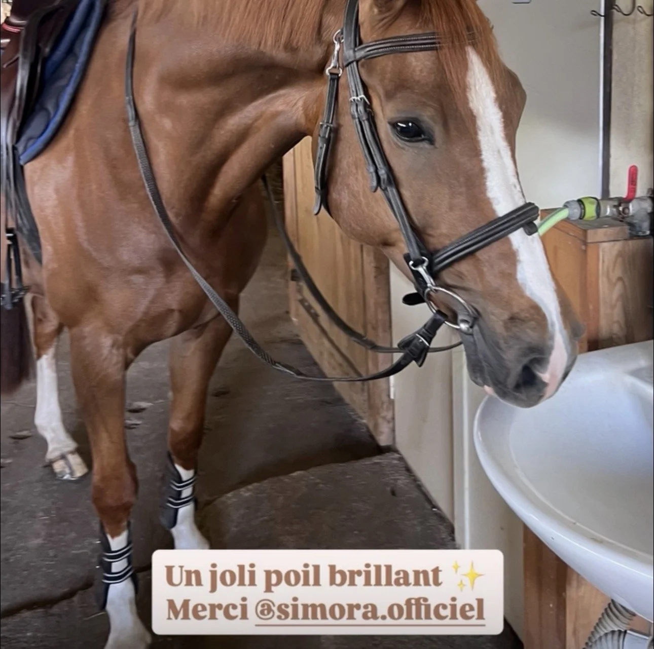Un cheval marron avec une tache blanche au visage boit de l'eau dans un évier. Il porte un filet d'équitation, des bandes de protection sur ses jambes et se trouve dans un box en bois.