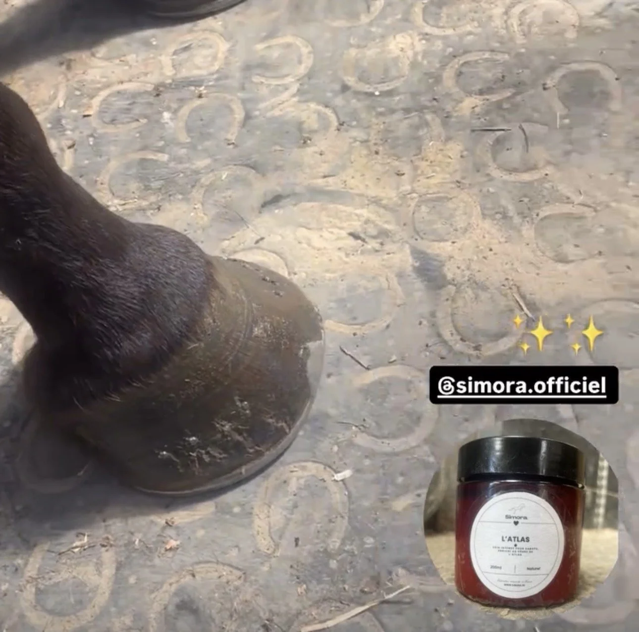 PIEDS SABOTS CHEVAL.jpg