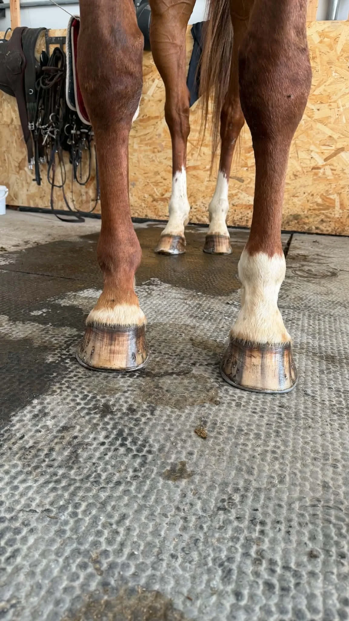 Les jambes d'un cheval avec des fers à cheval en métal sur ses sabots, dans un box en bois.