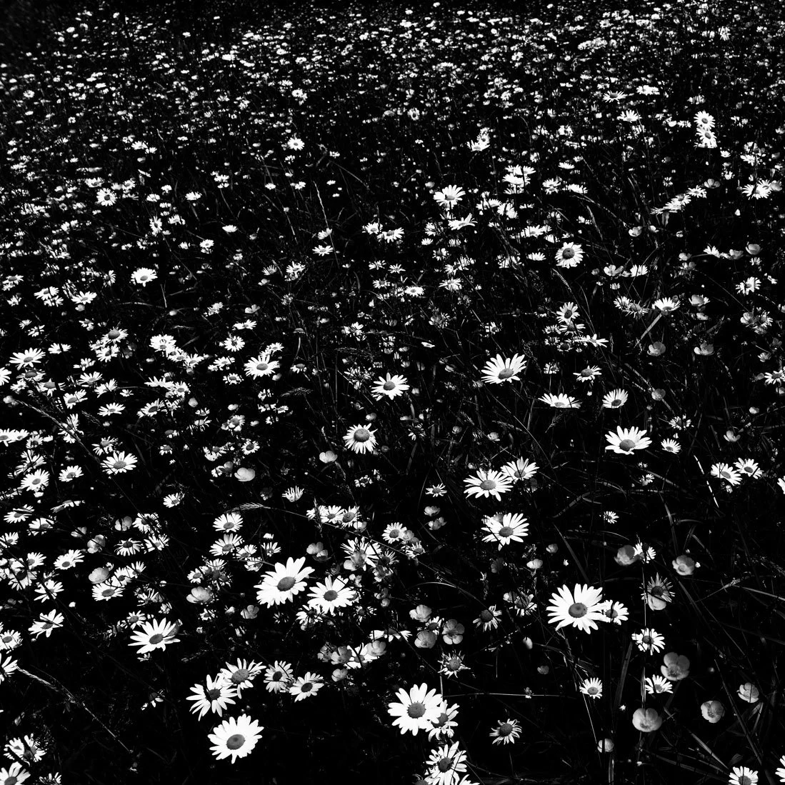 PSX_20210821_195847web.jpg