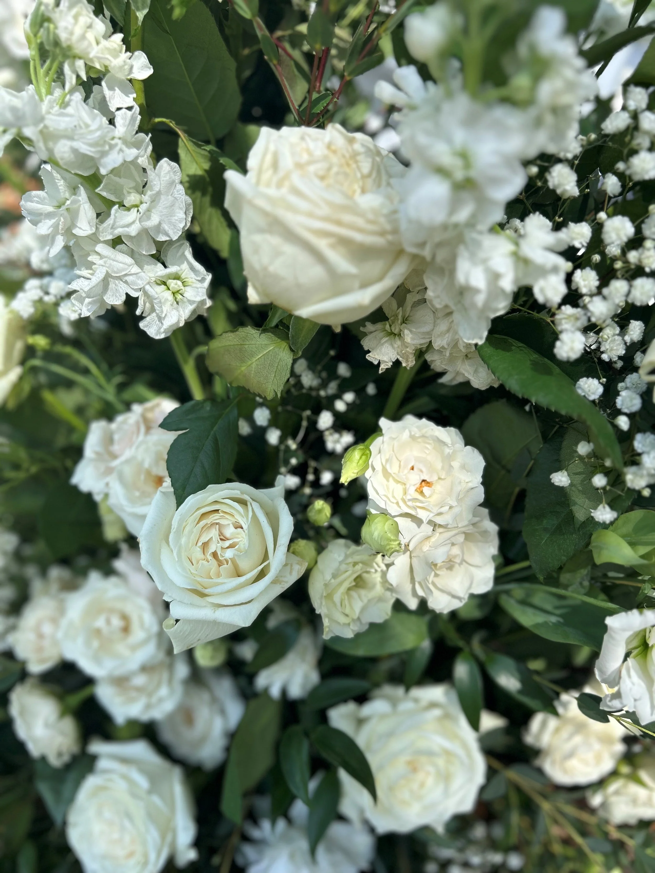 white rose close.jpg