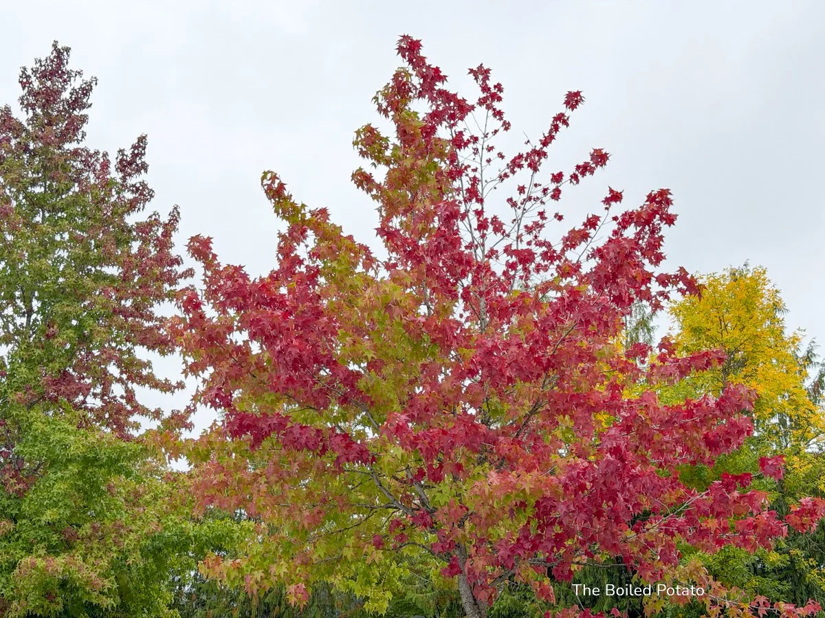 The Feeling of Fall