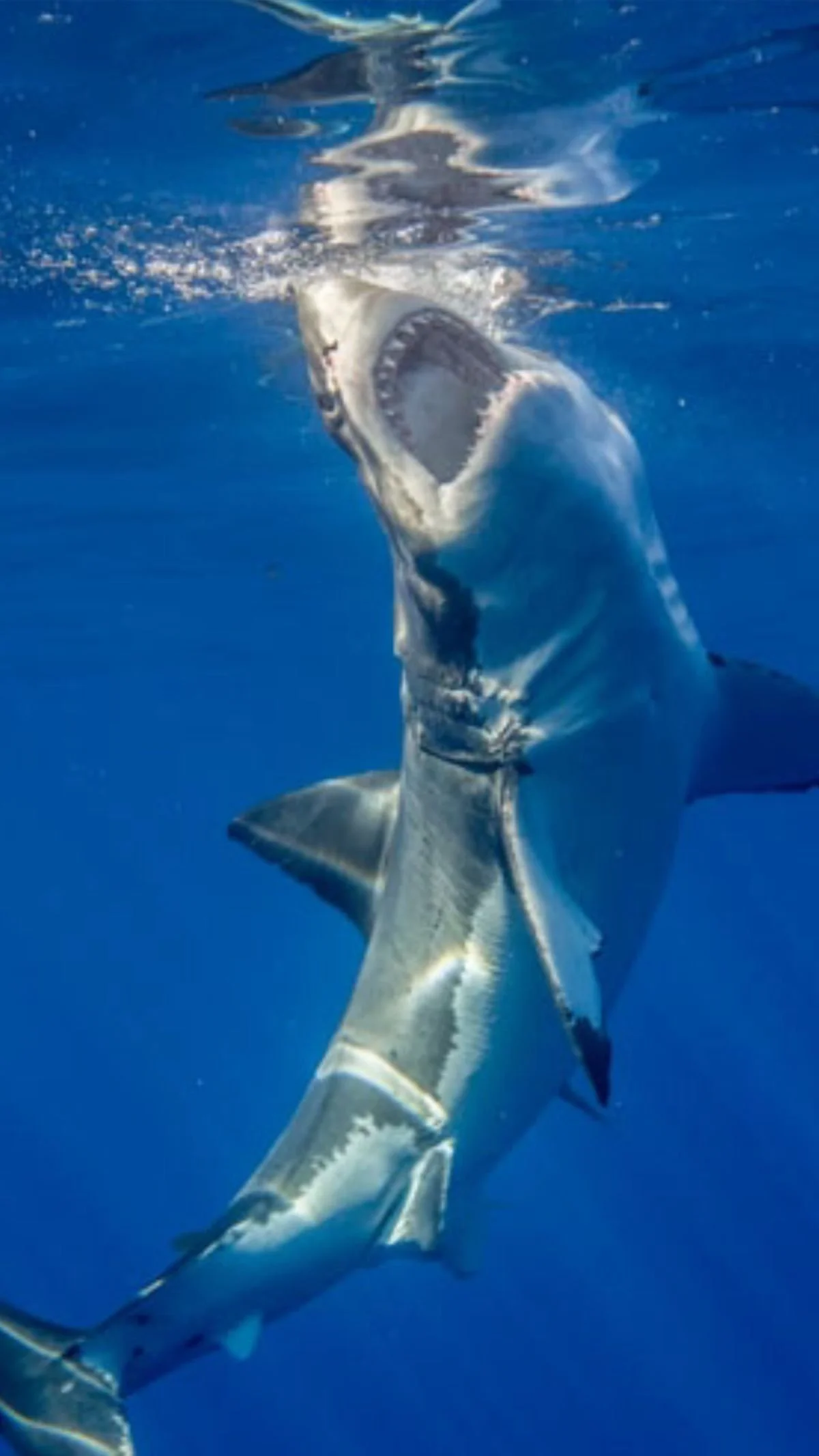 The Great White Shark Challenge