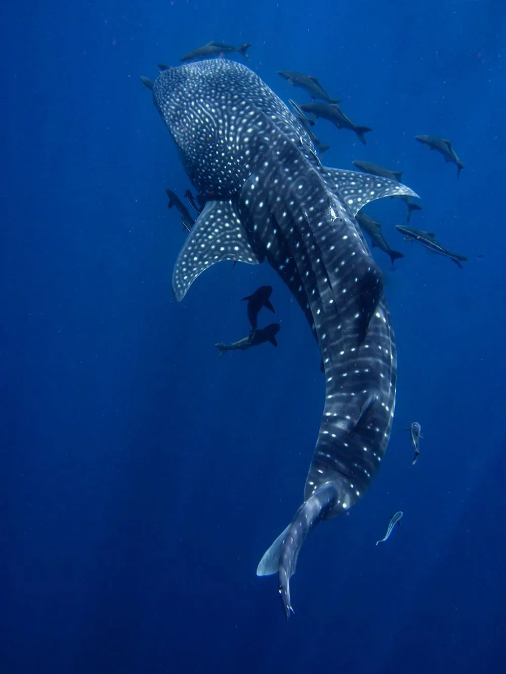 The Whale Shark Challenge