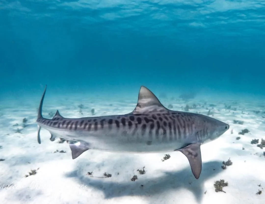 The Tiger Shark Challenge