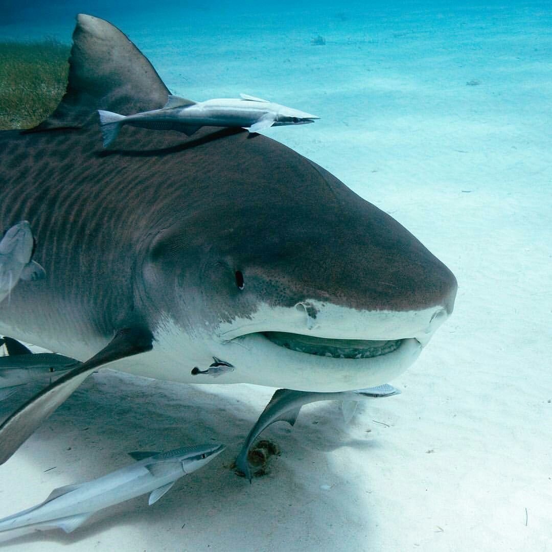 The Bull Shark Challenge