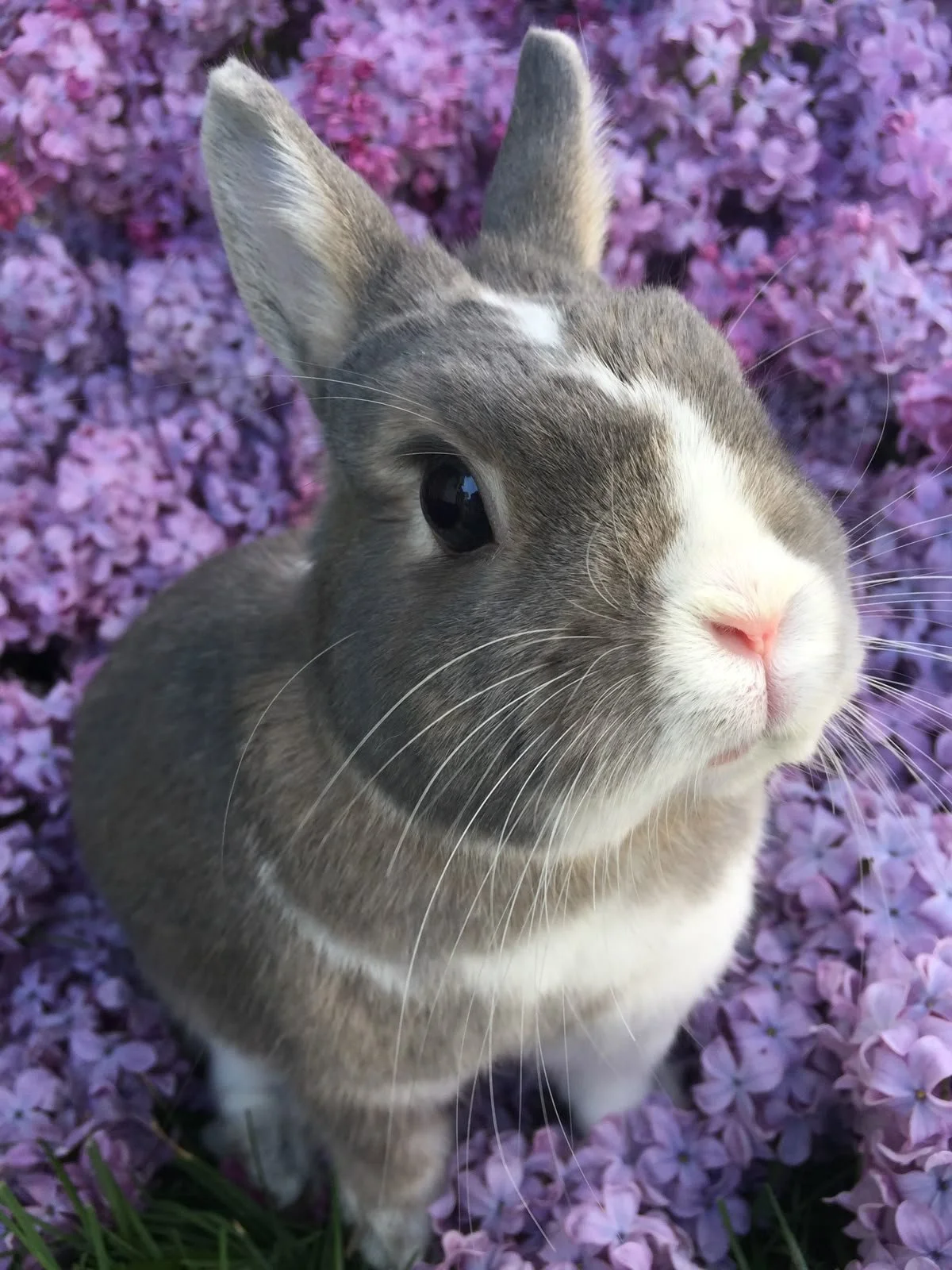 Close-up of a gray and white rabbit with one eye closed, surrounded by purple flowers.