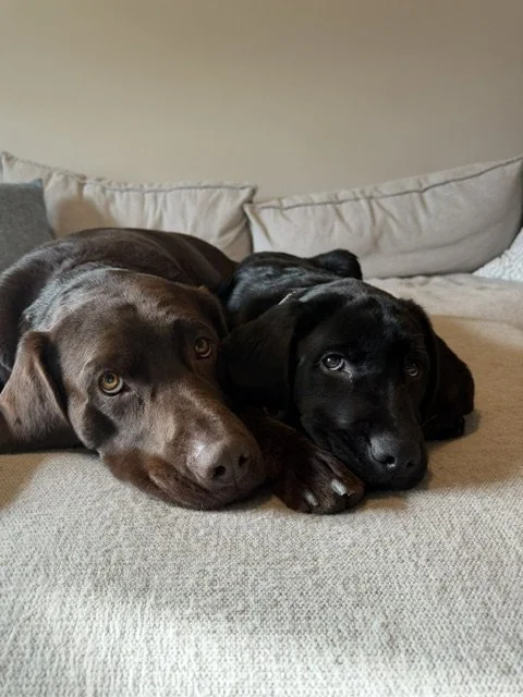 Two dogs, one brown and one black, lying together on a beige couch.
