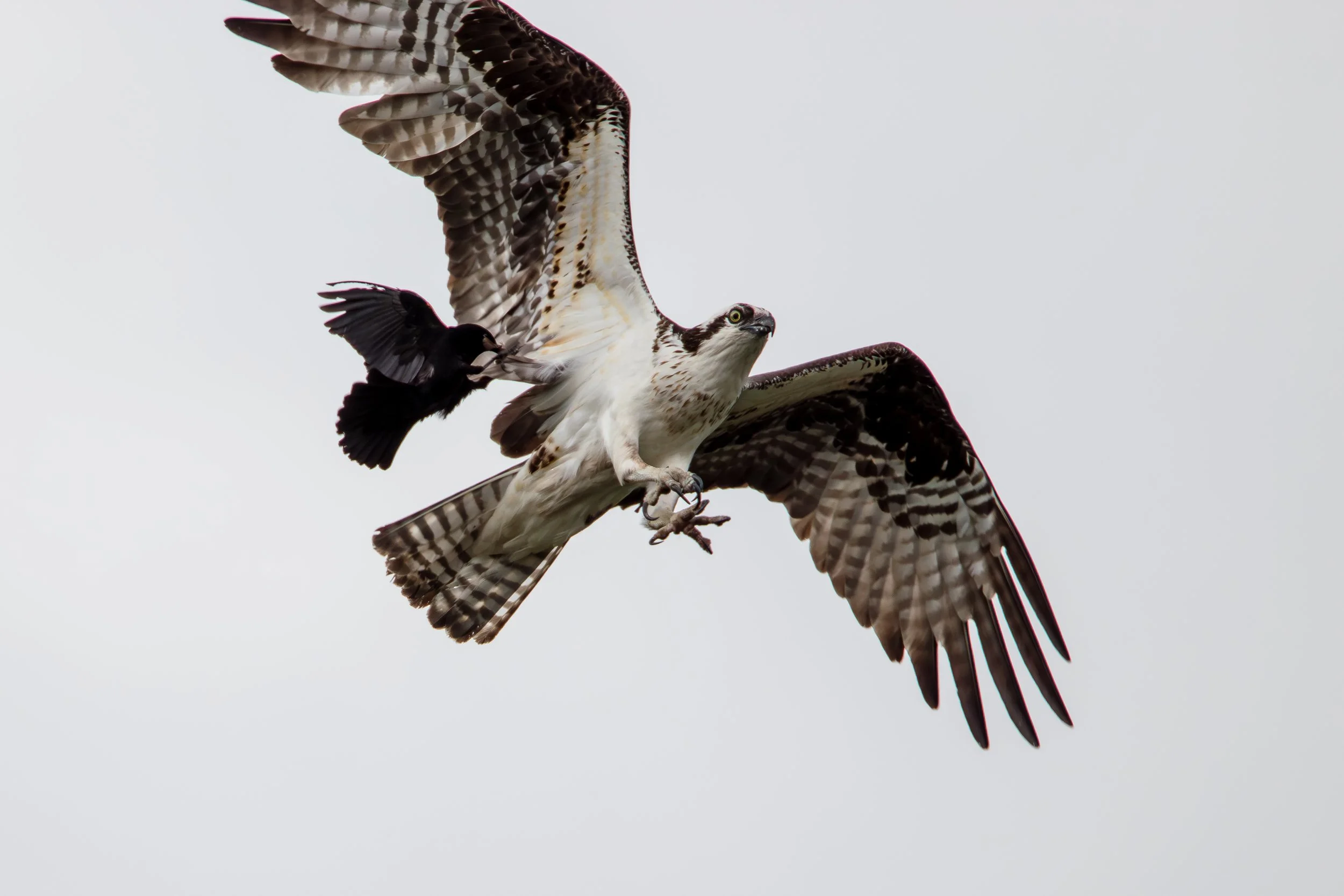 IMG_7547.jpg