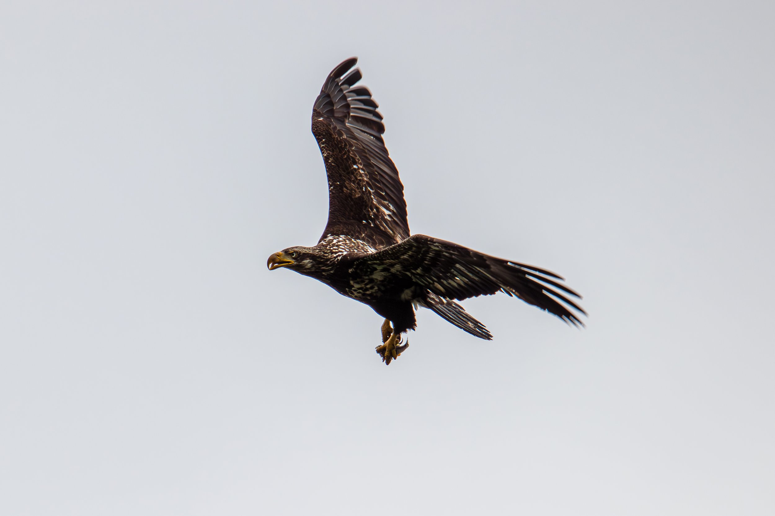 IMG_7829.jpg
