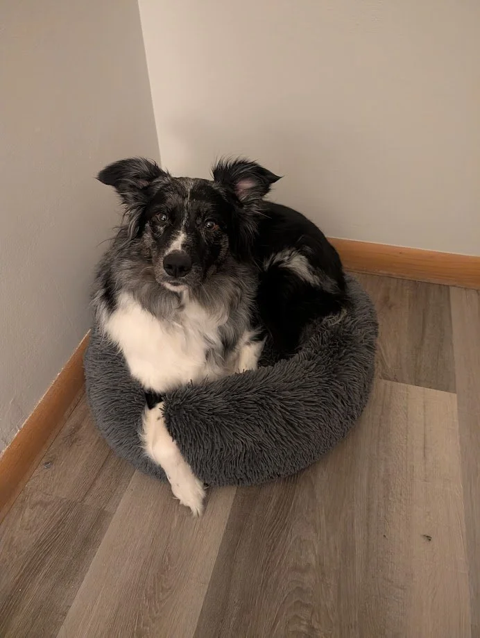 A black and white dog sitting in a gray fluffy bed in the corner of a room with wooden flooring.