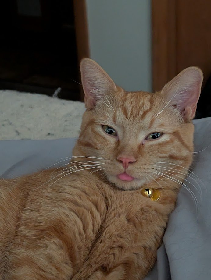 Close-up of an orange tabby cat with green eyes, pink nose, sticking out its tongue, wearing a yellow bell collar, lying on a bed or couch.