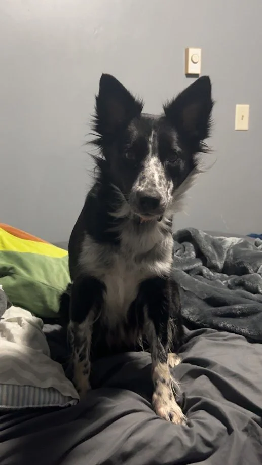 A black and white dog sitting on a bed with a grey and black blanket and a multicolored pillow in the background.