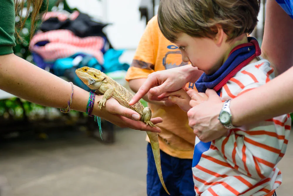 Reptiles Petting Zoo!