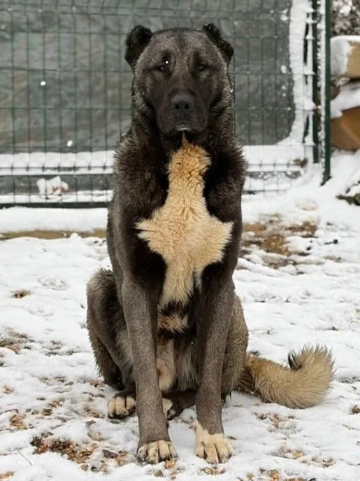 KARA | Pedigree Sire