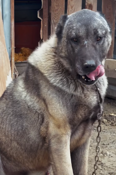 A large, gray and tan dog sitting outdoors near a wooden fence, with its tongue out and a chain leash attached to its collar.