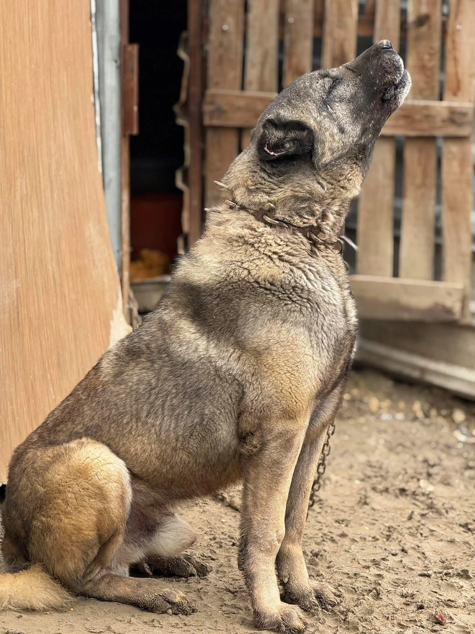 PANTER | International Stud (Stationed in Turkey)