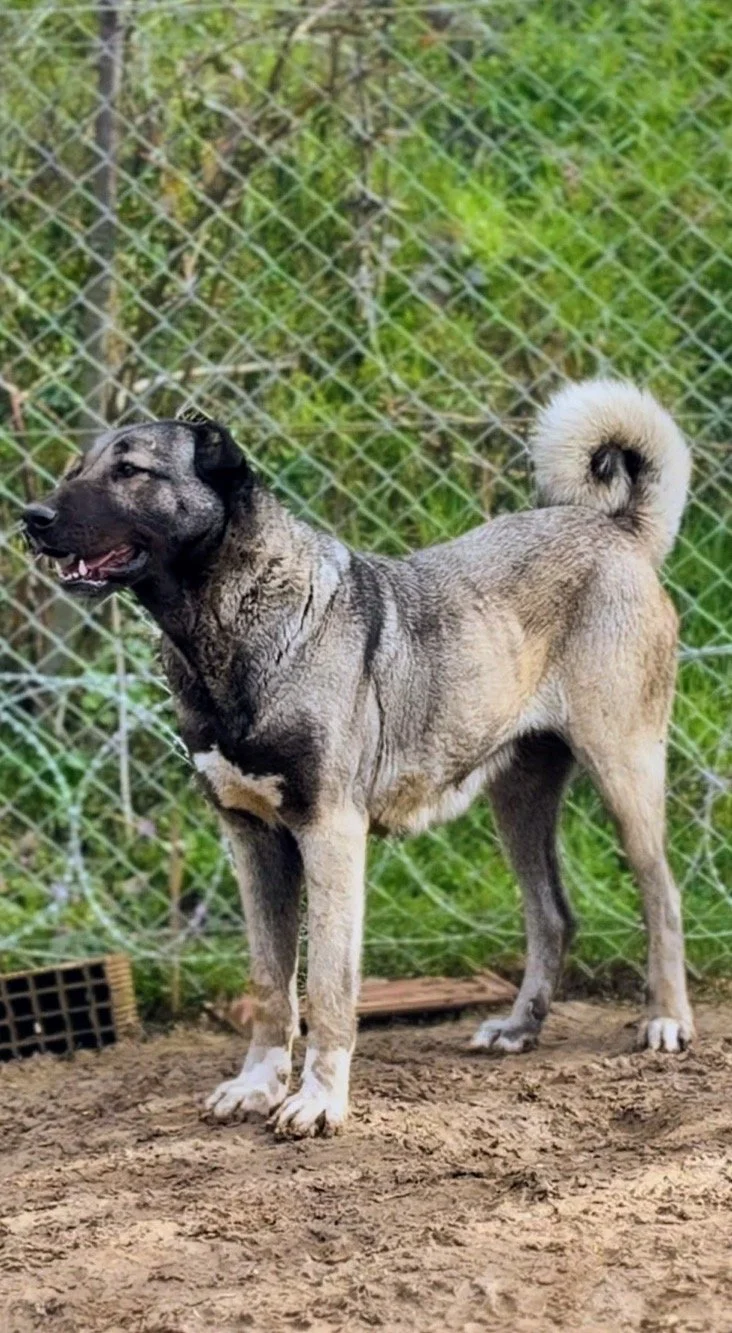 Adult Kara Kircil Turkish Kangal dog with a gray and black coat standing outdoors by a chain-link fence.