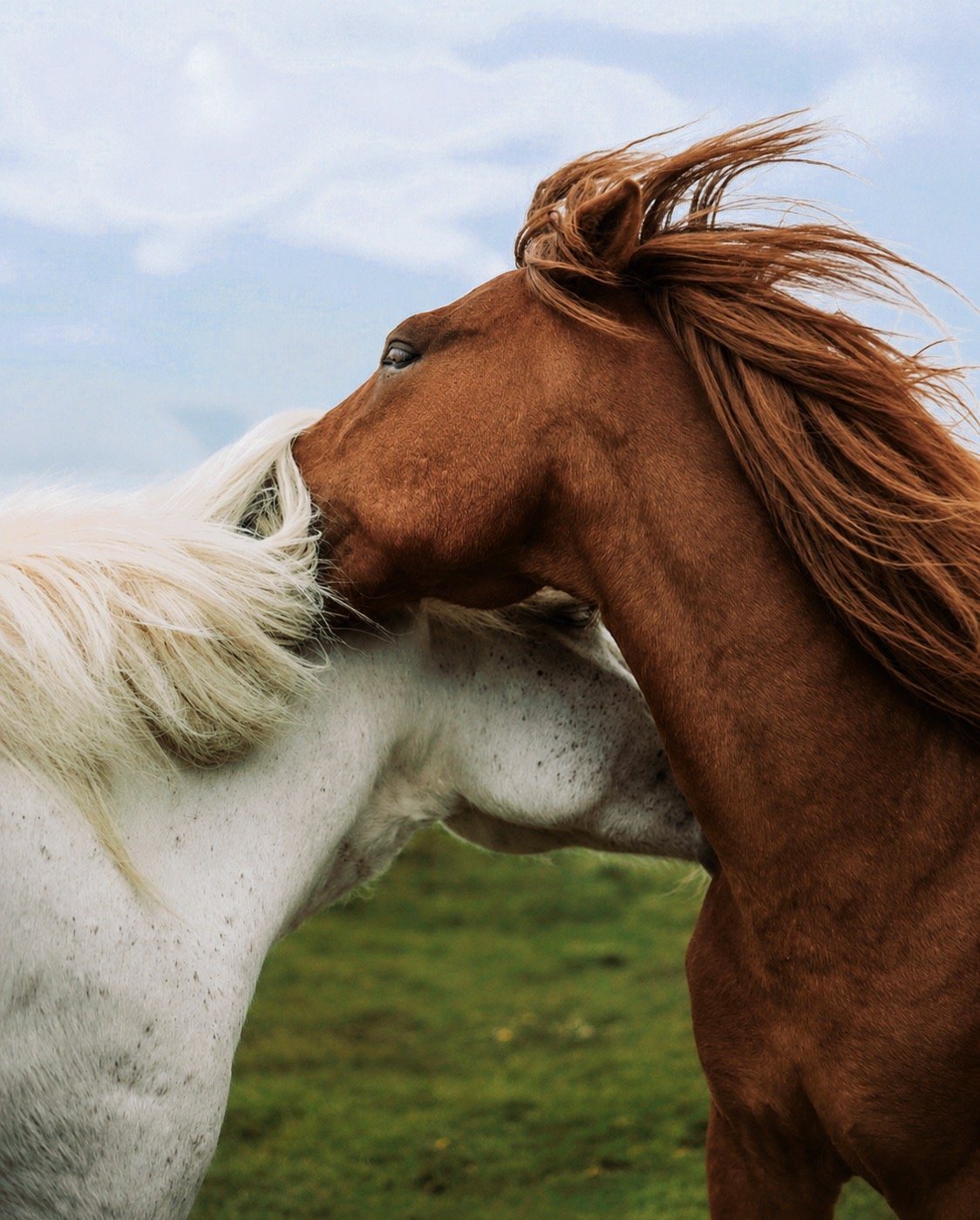 Two horses, one white and the other chestnut, nuzzling each other outdoors on a grassy field with a cloudy sky in the background.
