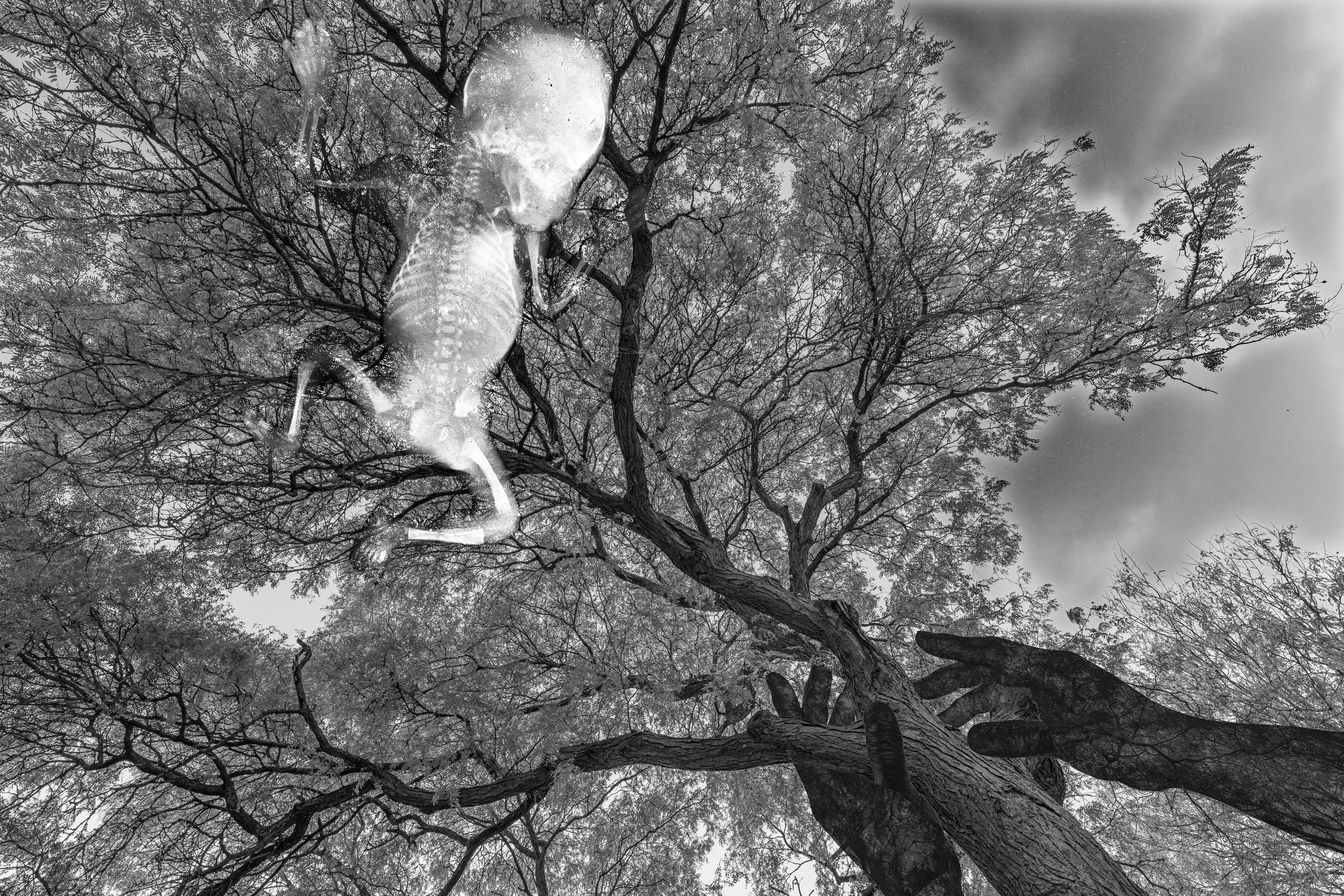 A grayscale image of a large tree with numerous branches and leaves, viewed from below against a cloudy sky.  Skeletal baby. surreal artwork. hands reaching.