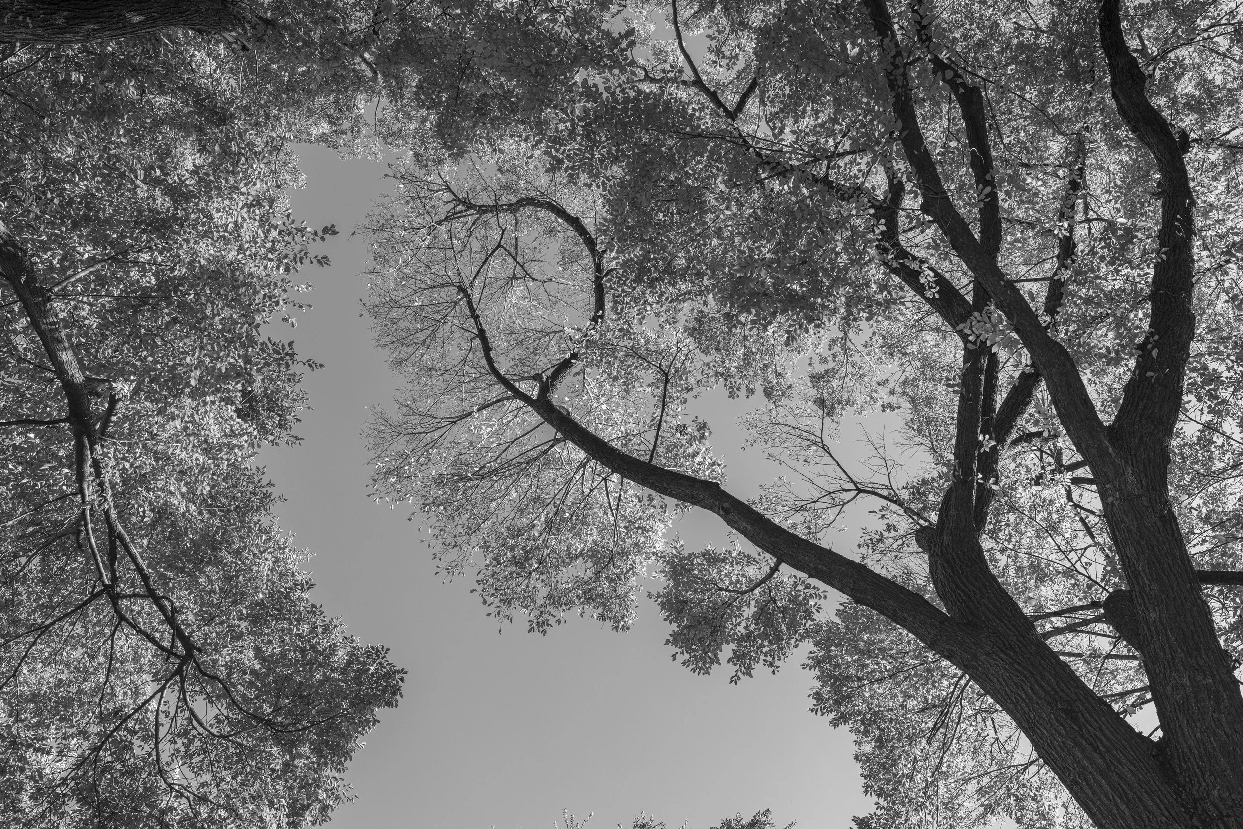 Black and white photograph of tree branches and leaves overhead against an overcast sky.