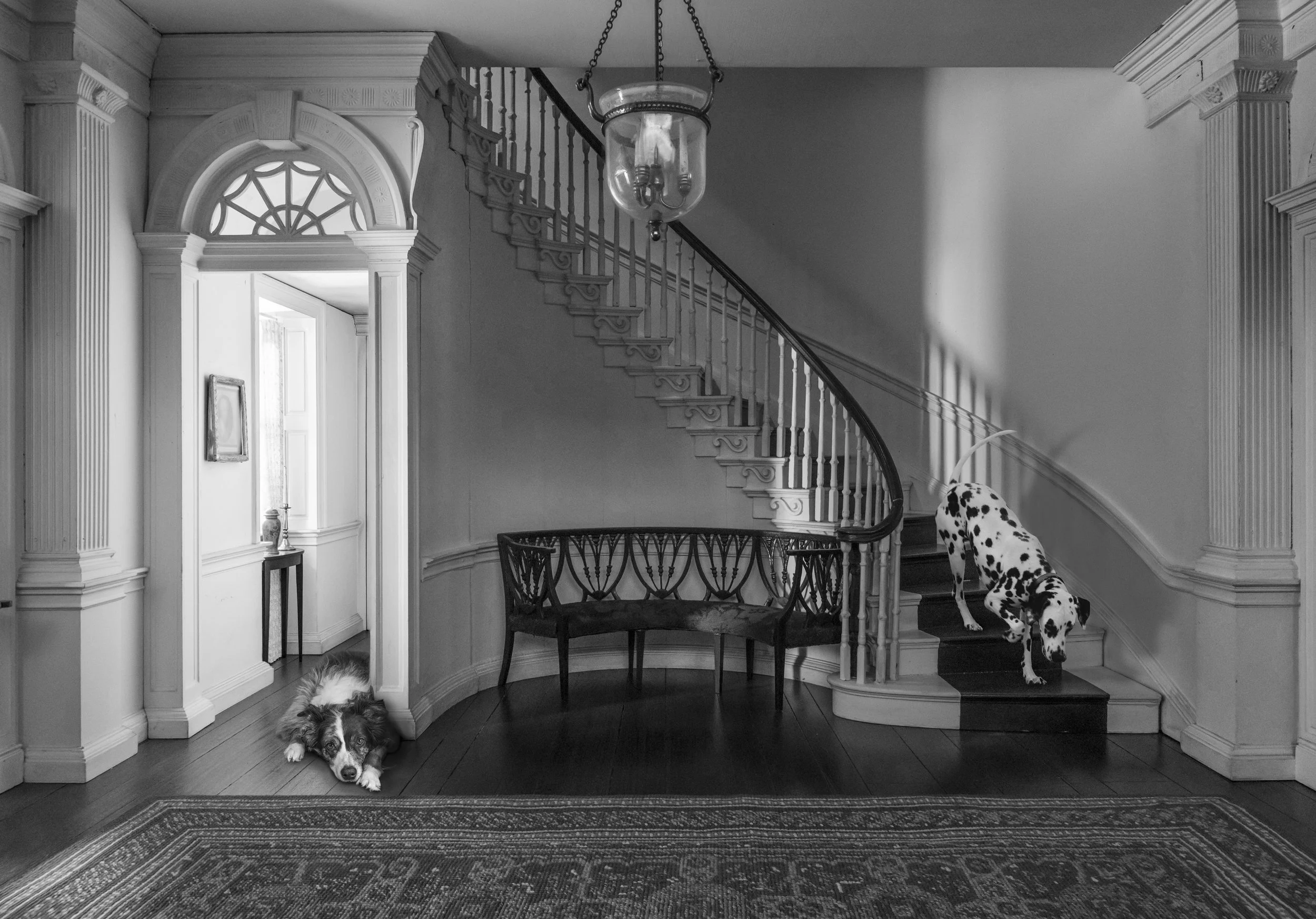 Black and white photo of a house interior with a staircase, decorative woodwork, a chandelier, a bench, and two dogs, one laying on the floor and one climbing the stairs.