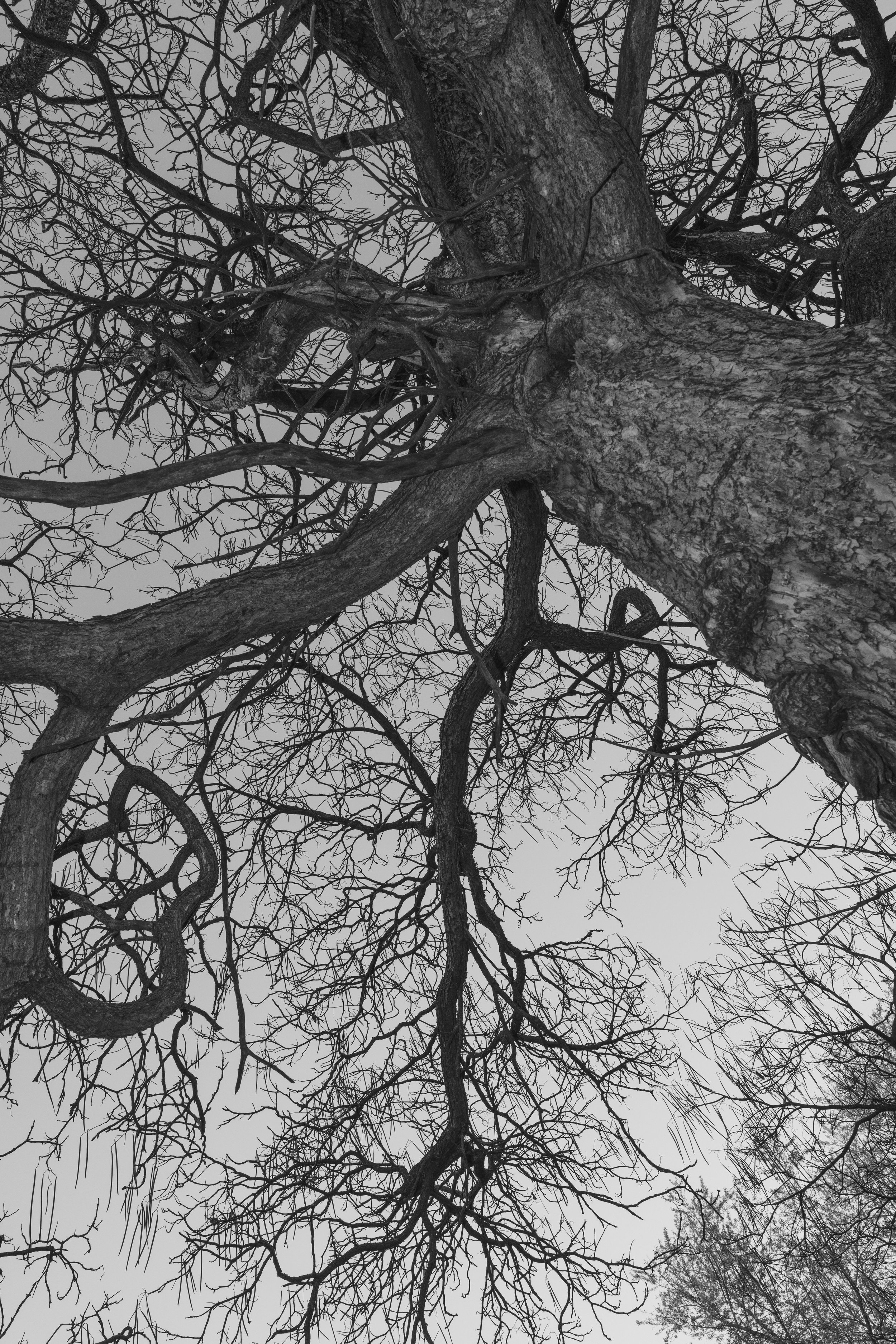 Black and white photo looking up at a leafless tree with wide, textured trunk and many thin, tangled branches against a cloudy sky.