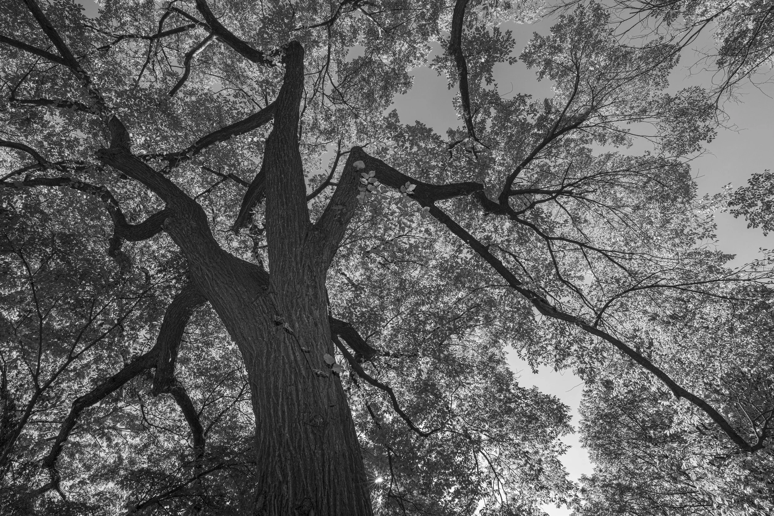 Looking up at a tall tree with a thick trunk and branches extending outward, covered with leaves, in a black-and-white photograph.