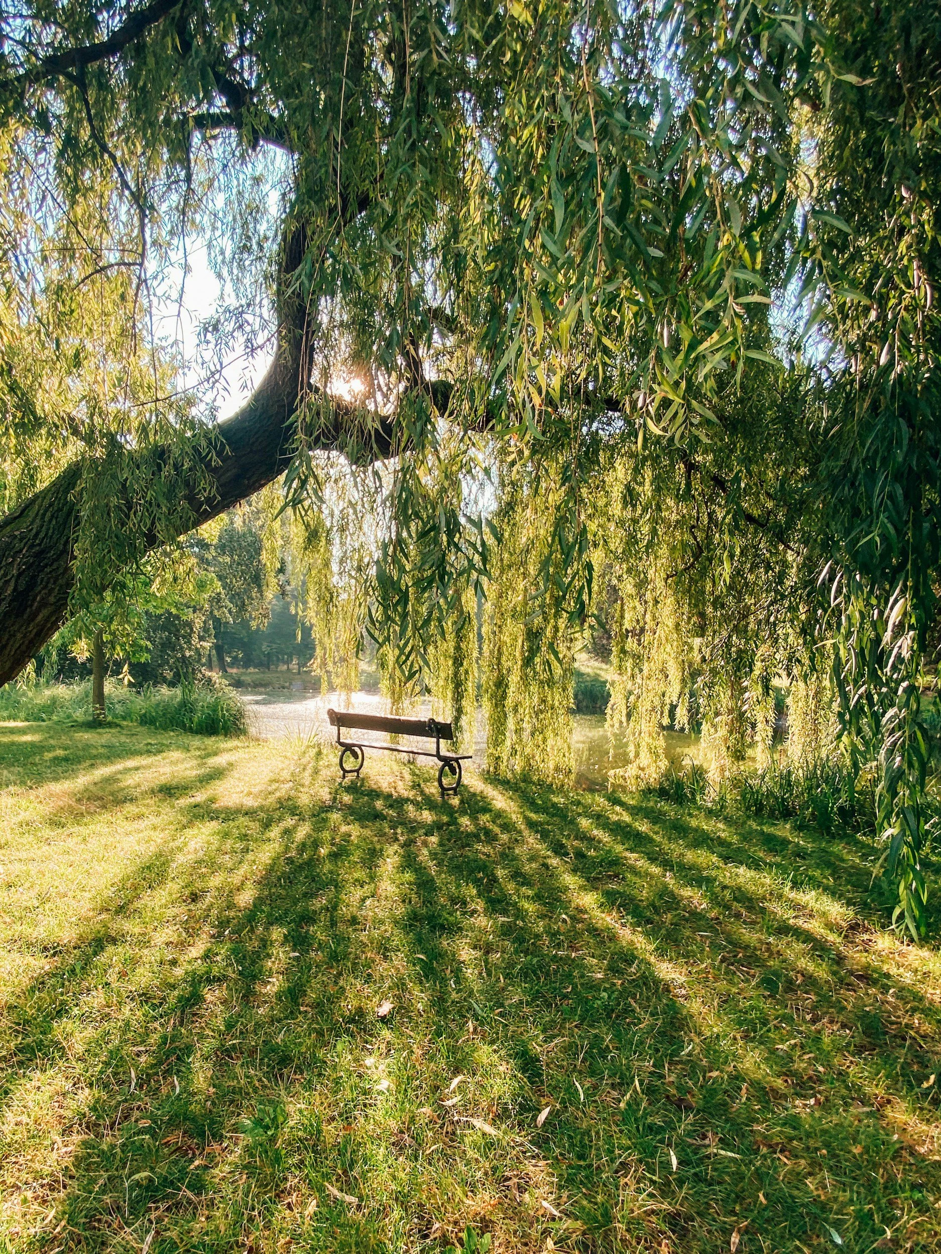 Park with green grass, a large hanging willow tree, sunlight filtering through the leaves, and a wooden bench near a small body of water.