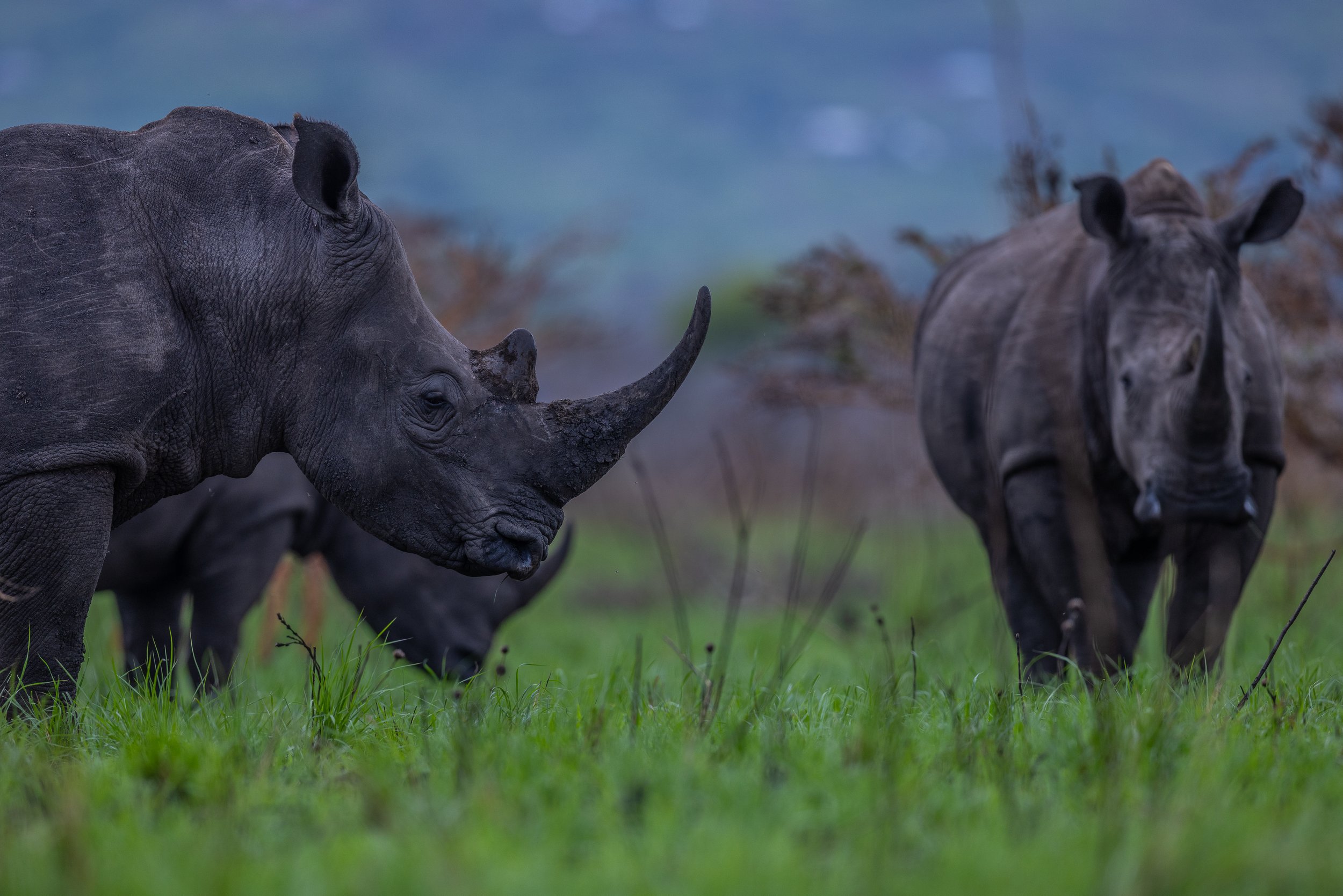 A close-up of two black rhinoceroses walking in a grassy area with a blurred background and blue sky.