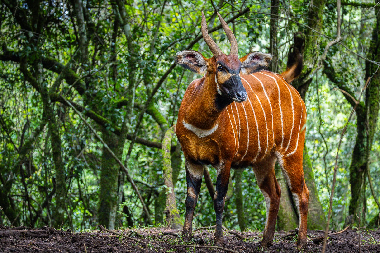 A deer with brown fur and white striped markings standing in a lush green forest.