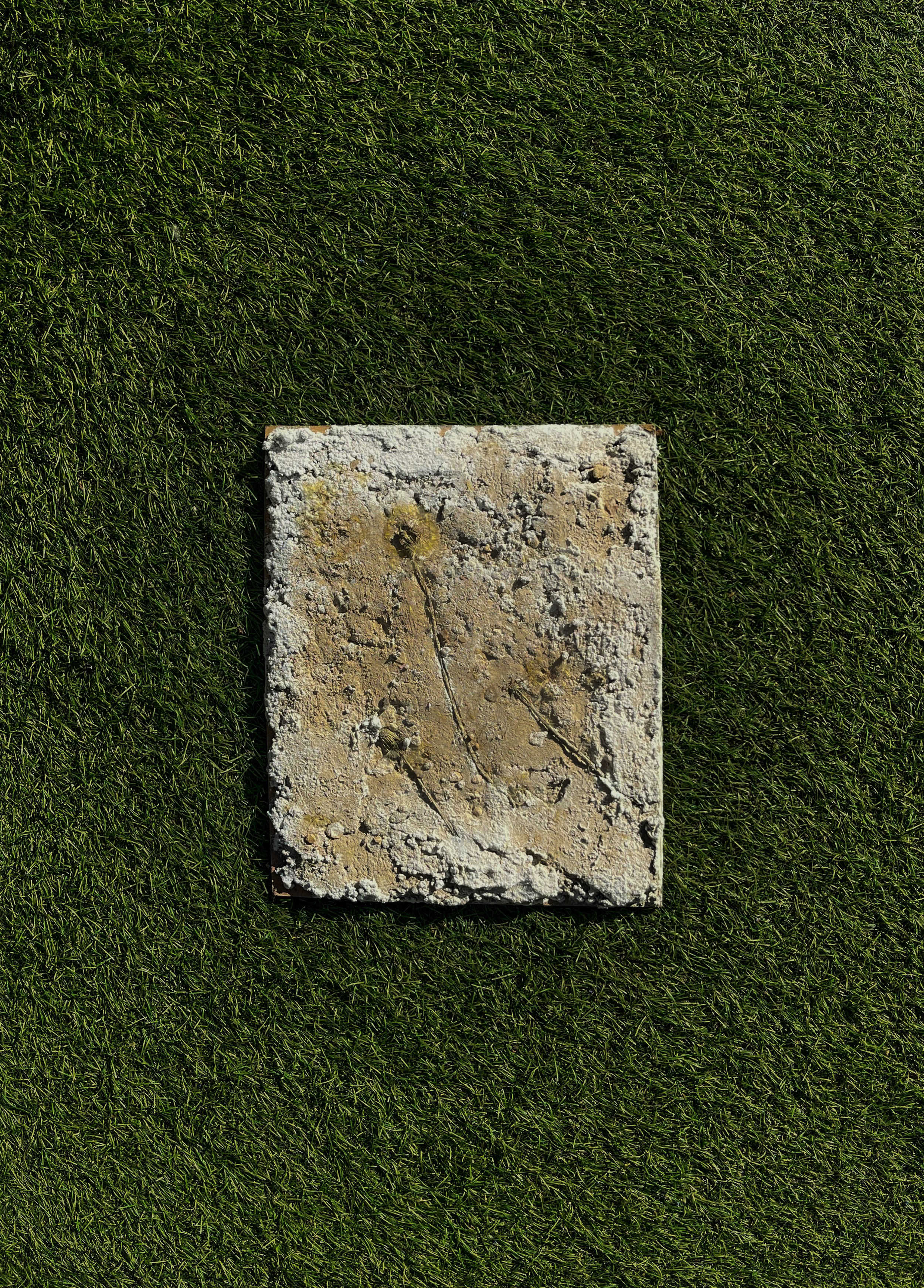 Witch's Gowan (2025) Dandelion and concrete on MDF
