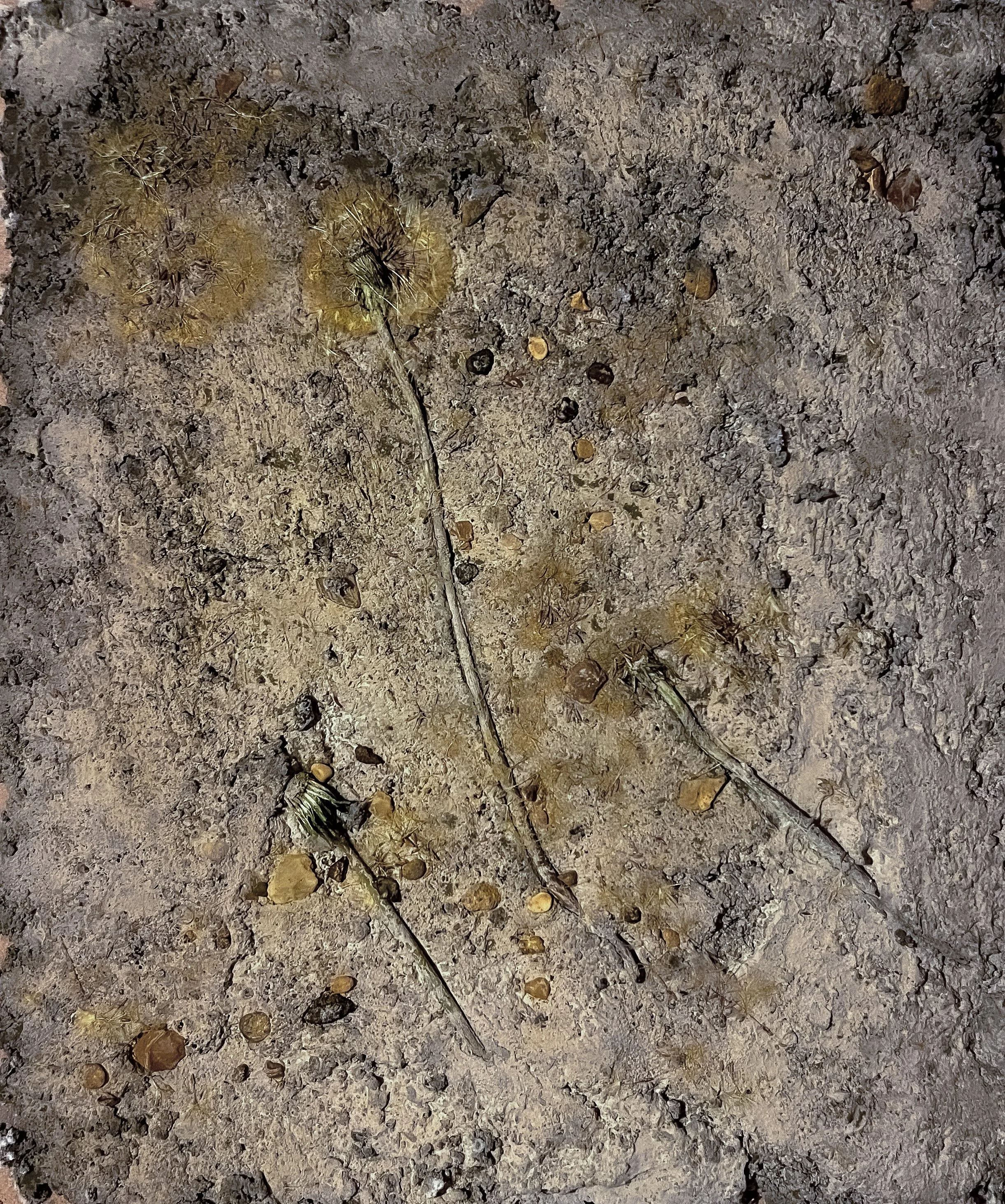 Witch's Gowan (2025) Dandelion and concrete on MDF