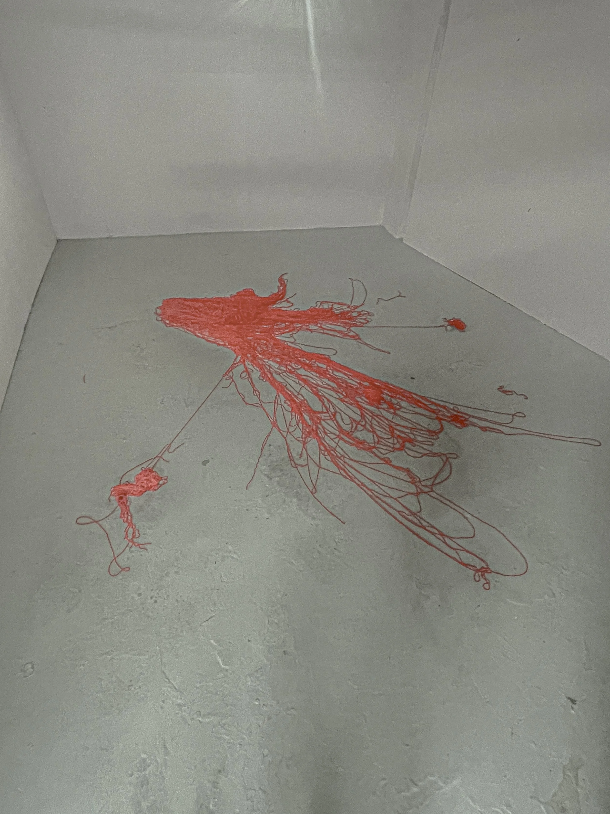 study of red spider lily-6.jpg