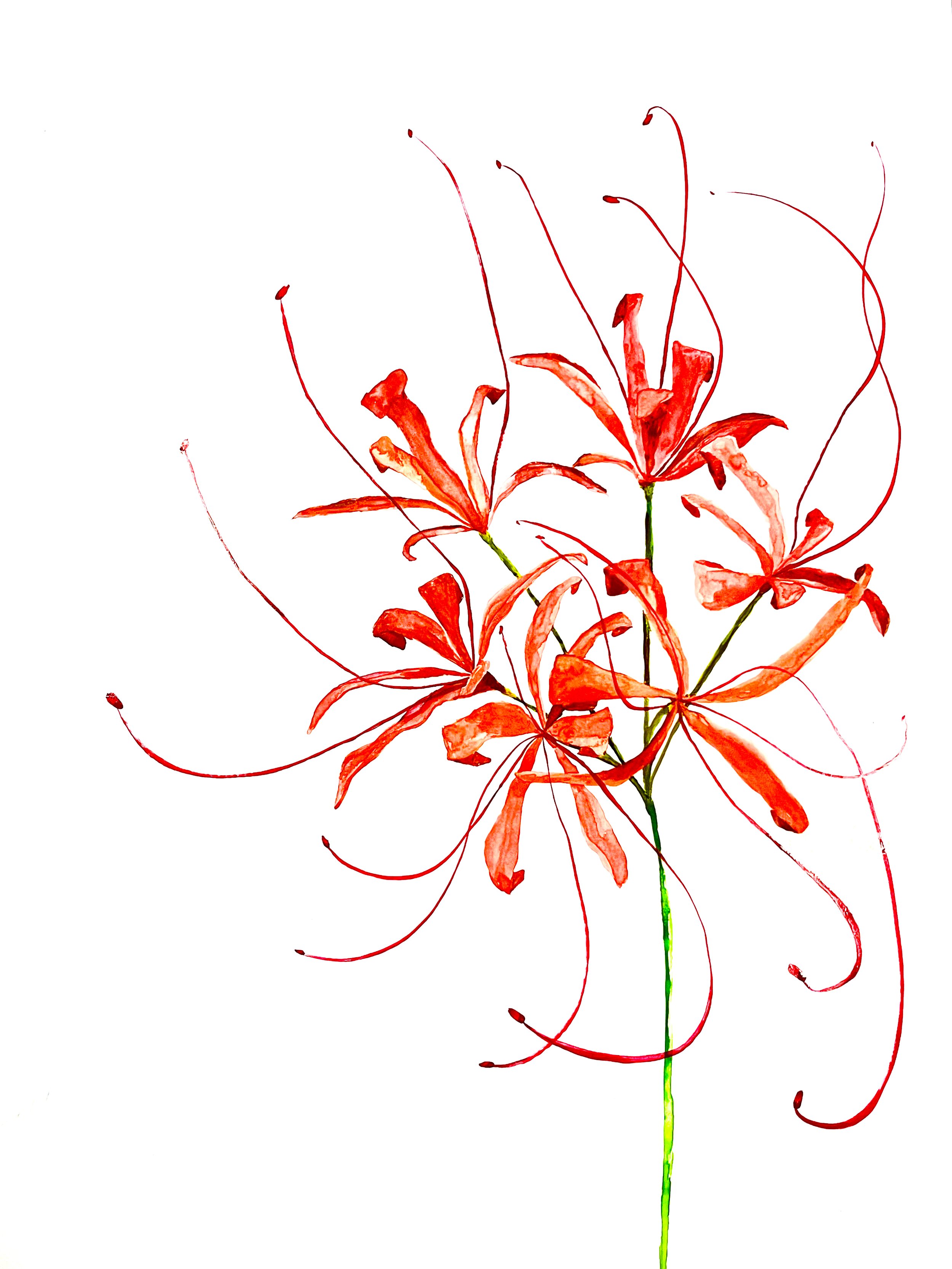 Study of Red Spider Lily II (2023) Watercolour on paper