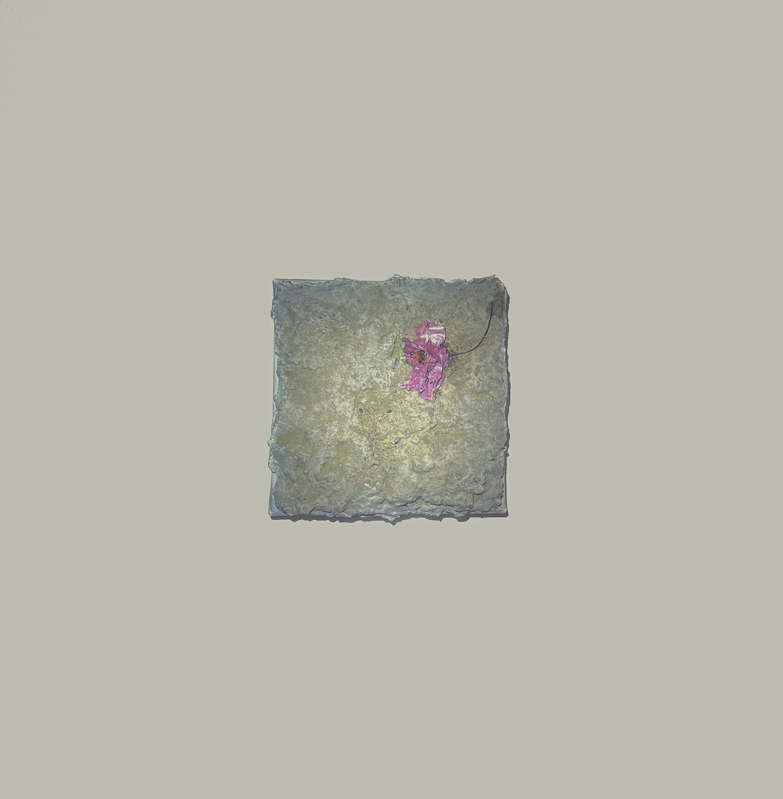 Kanzan (2025) Acrylic, pollen and concrete on canvas 10x10x3.4cm