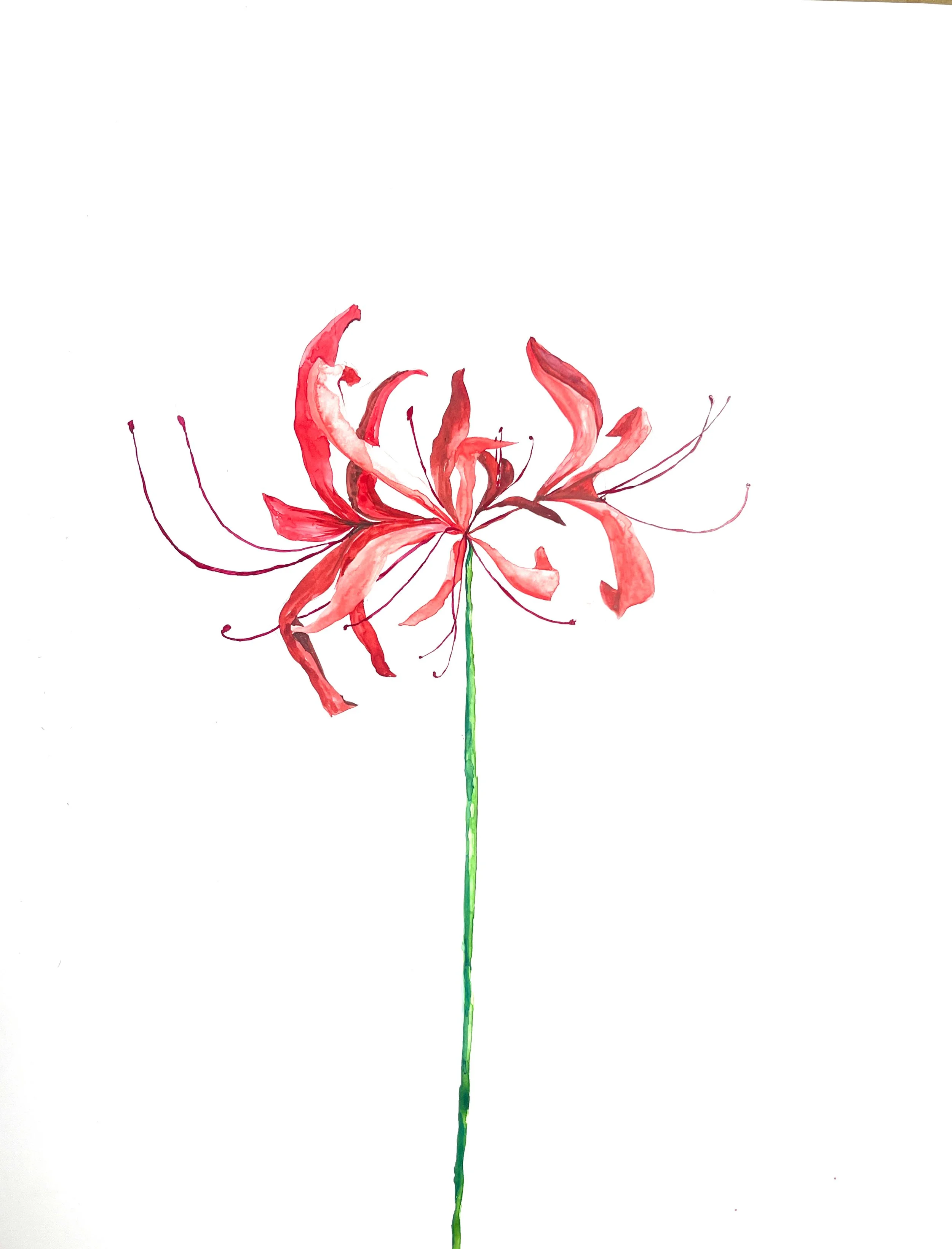 Study of Red Spider Lily I (2023) Watercolour on paper