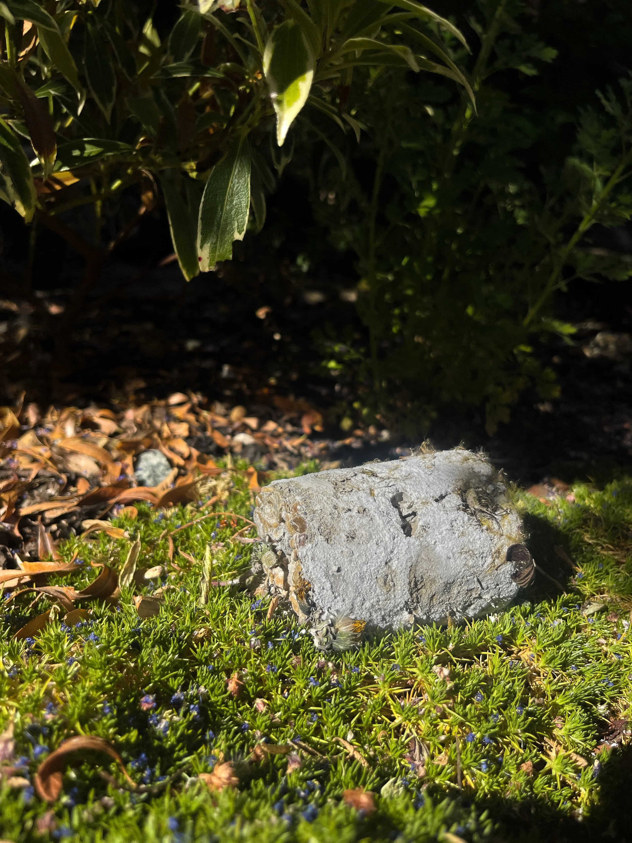 Device to Brutally Spread Seeds With (2025) Dandelion in concrete 10.4x6.8x6.8cm
