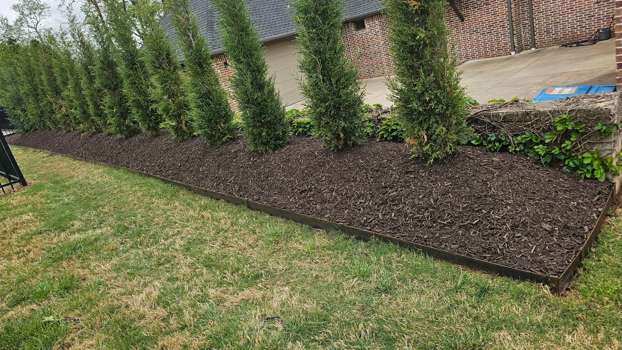 A landscaped yard with a row of tall, green evergreen trees planted in a bed of dark mulch, bordered by a low metal edging, with a brick house and a concrete porch in the background.