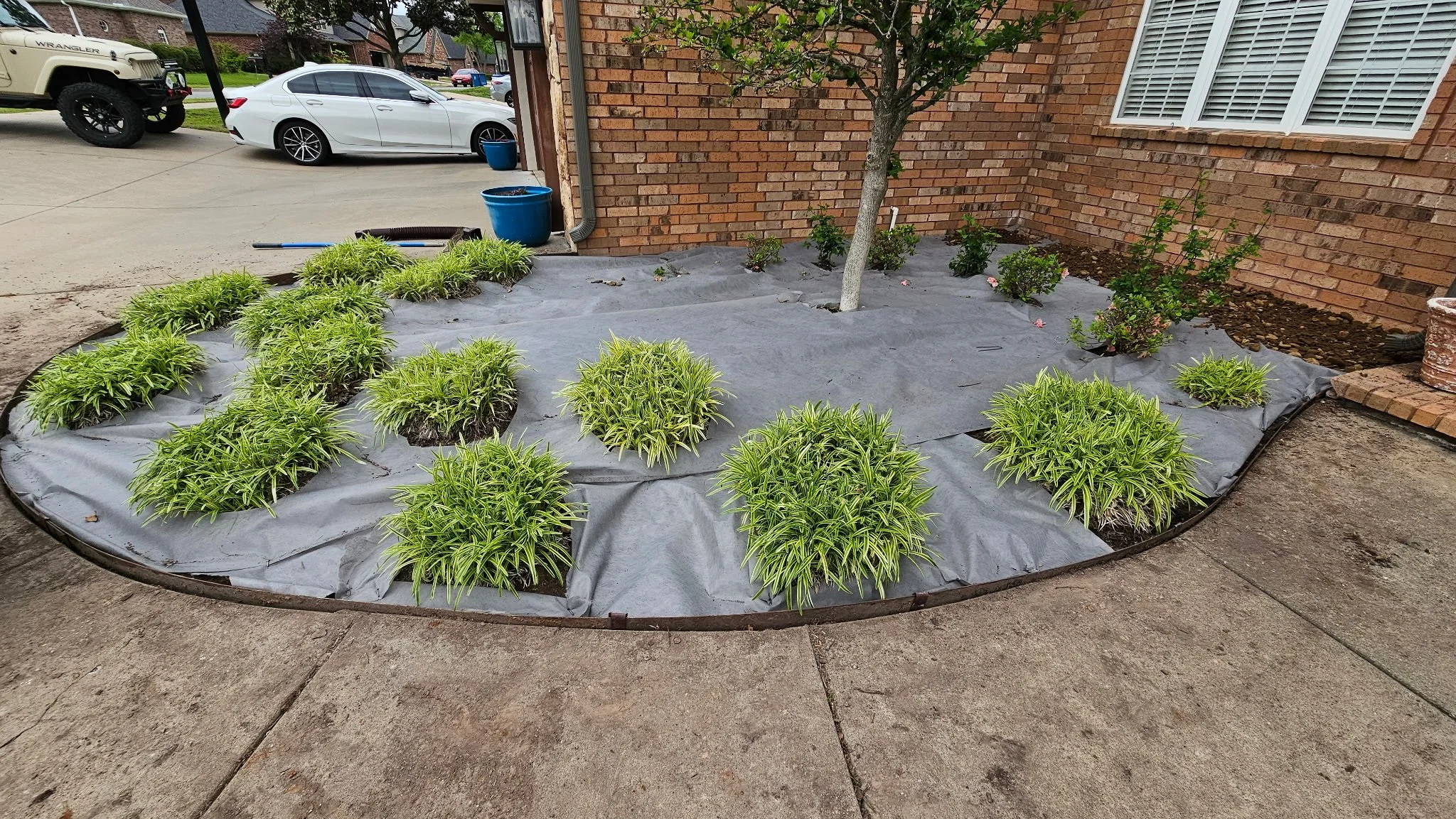 A small garden bed with green and yellow striped plants, a young tree, and small shrubbery, surrounded by black edging fabric, next to a brick house wall and a concrete driveway.