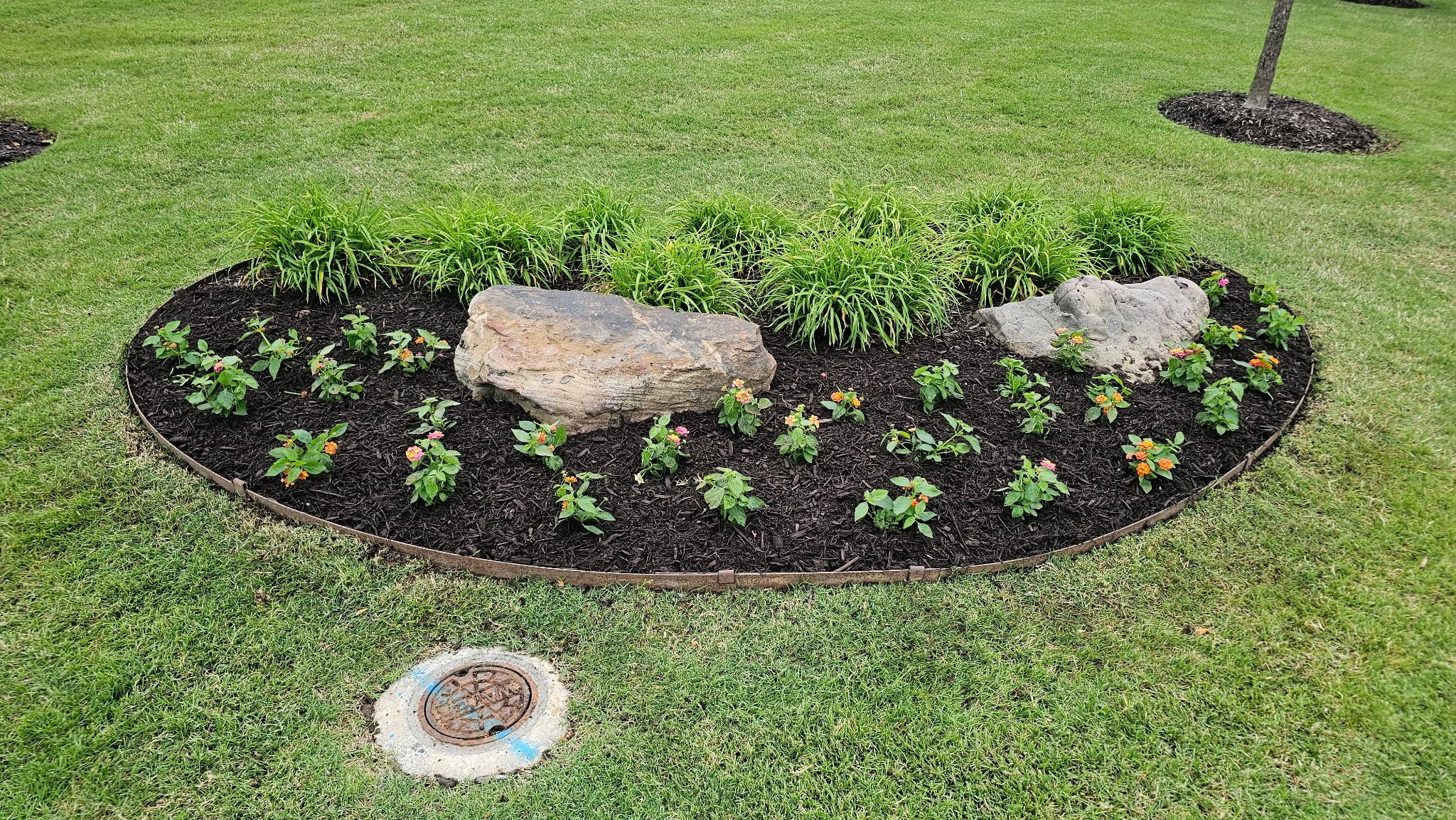 A landscaped flower bed with green plants, small flowering plants with orange and pink blooms, two large rocks, surrounded by green grass, and a tree in the background.
