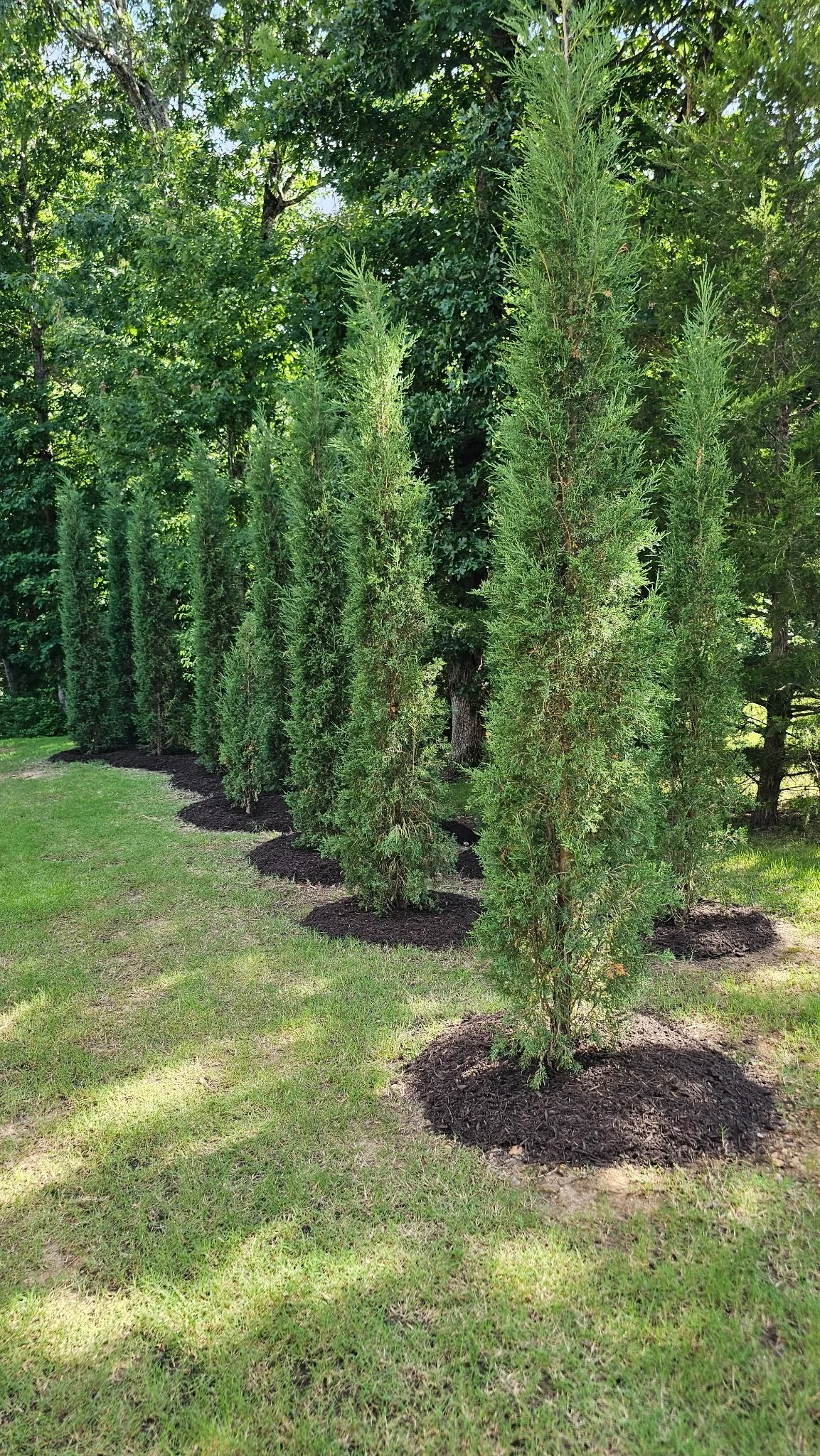 Row of young evergreen trees planted in dark mulch beds on a grassy lawn with green trees in the background.