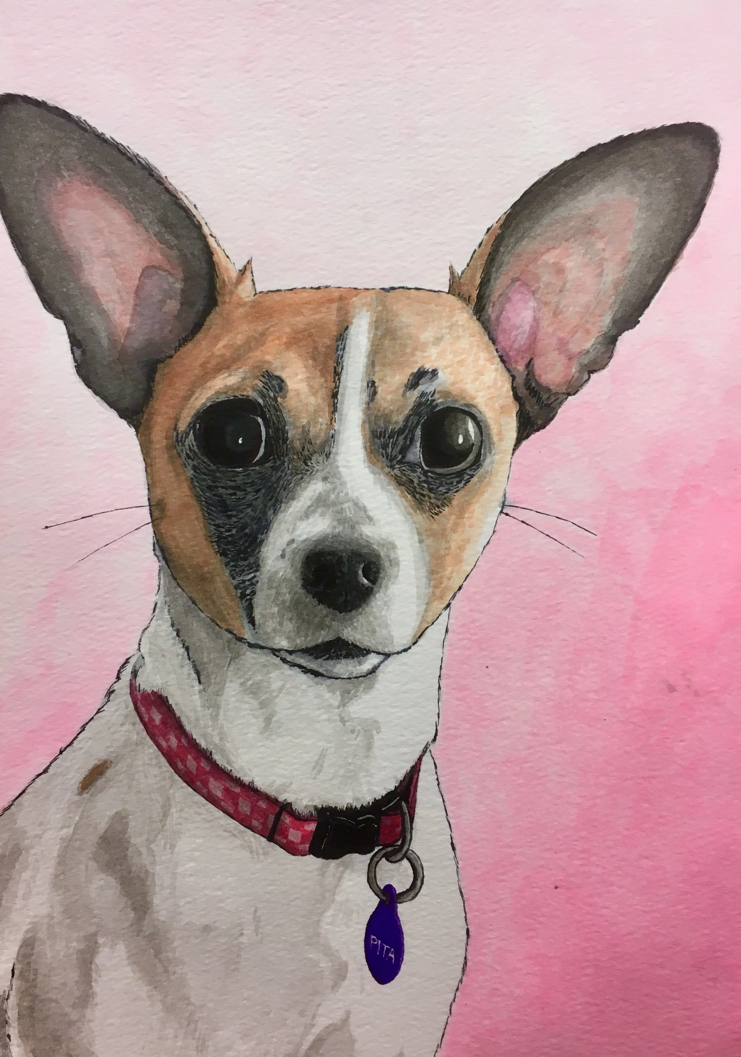 Watercolor painting of a dog with large ears, wearing a red collar with a blue tag reading 'PITA,' against a pink background.